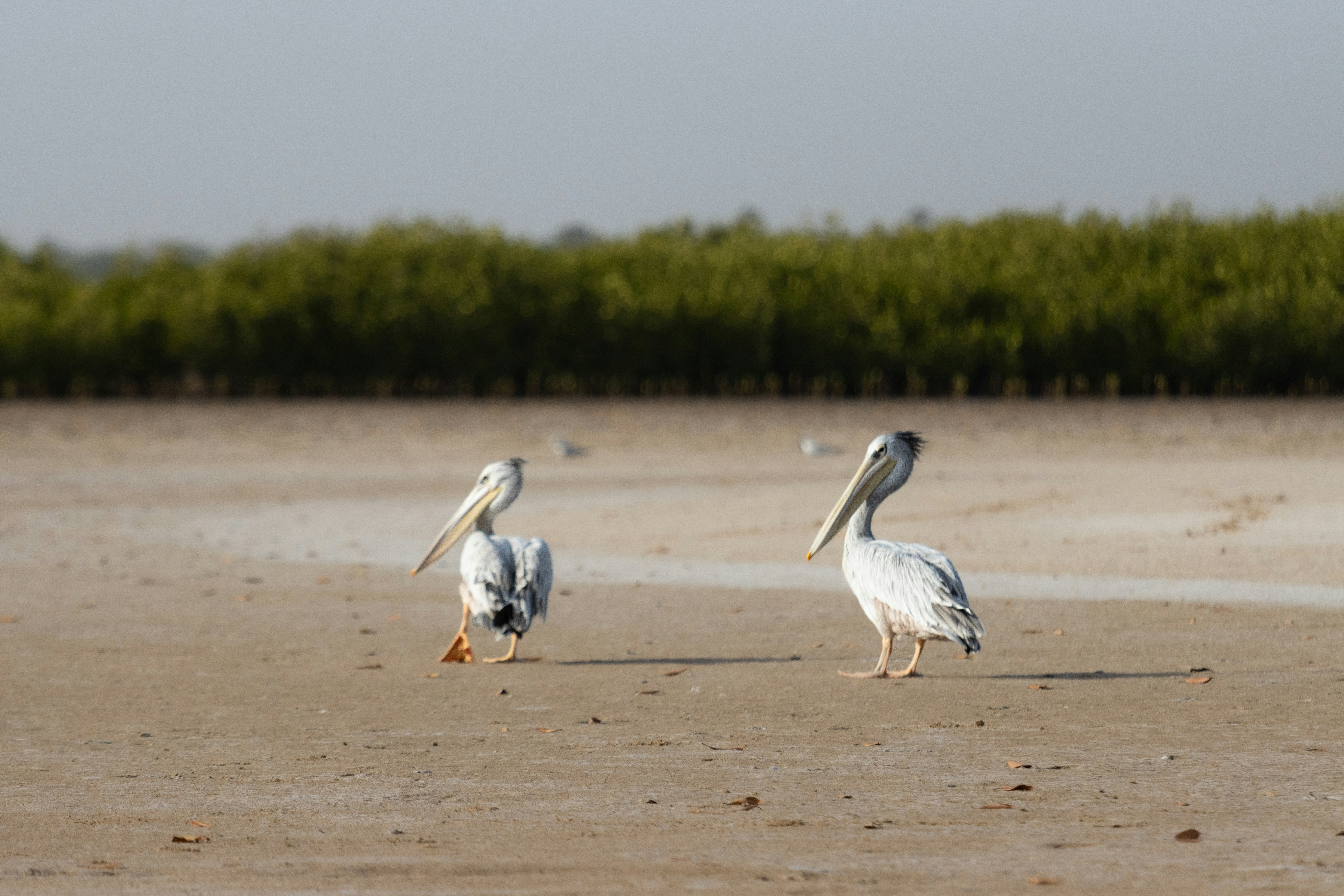 a group of pelicans standing on a sandy beach