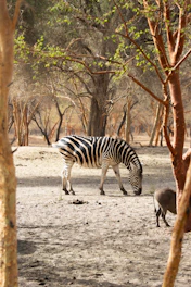 a zebra and an antelope in a sandy area