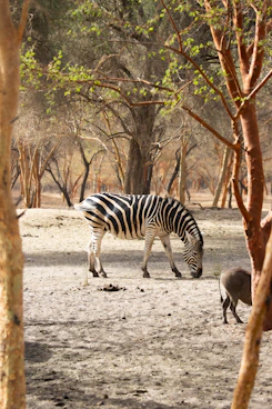 a zebra and an antelope in a sandy area