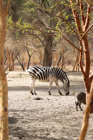 a zebra and an antelope in a sandy area