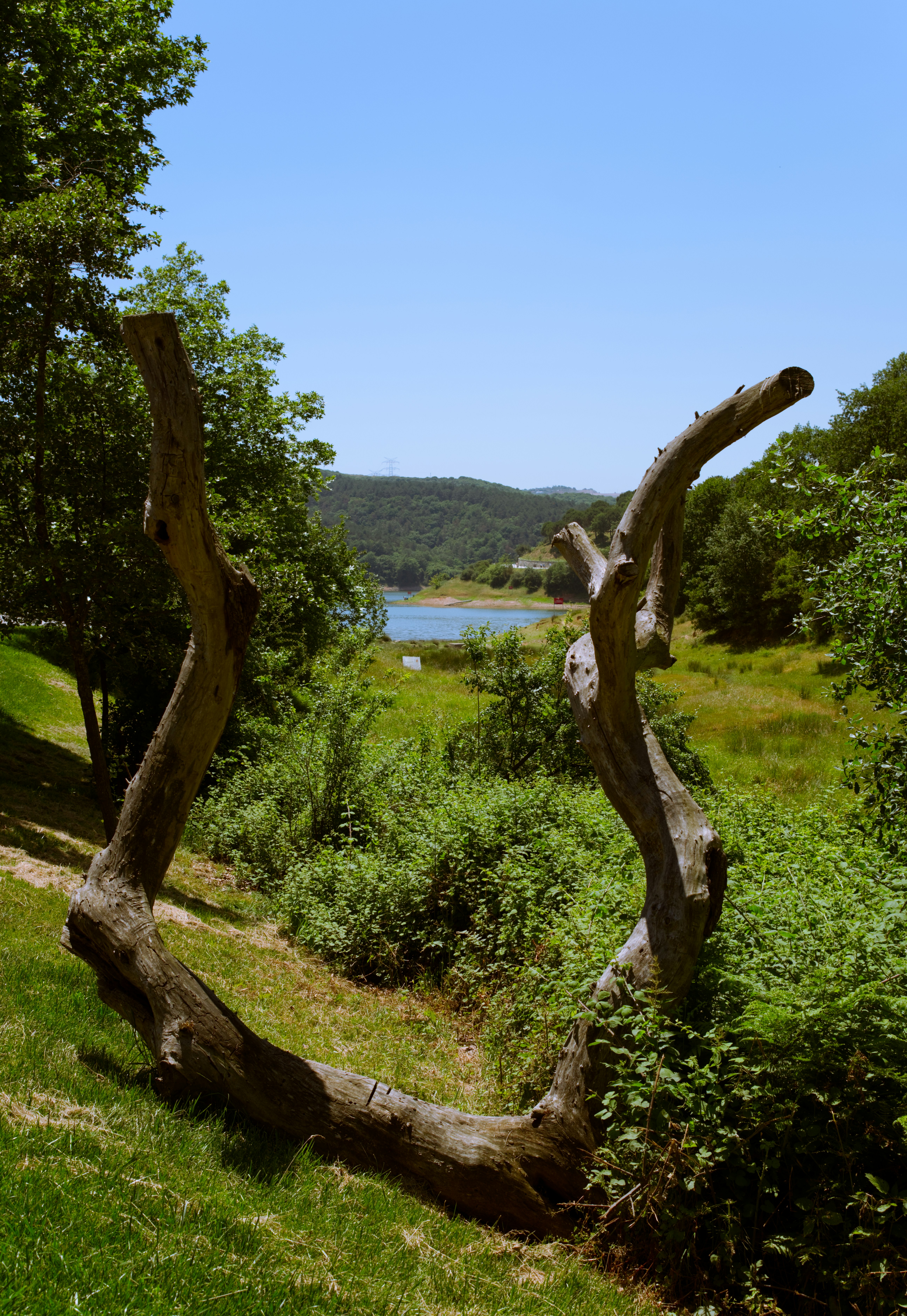 a large tree branch sitting in the middle of a lush green field