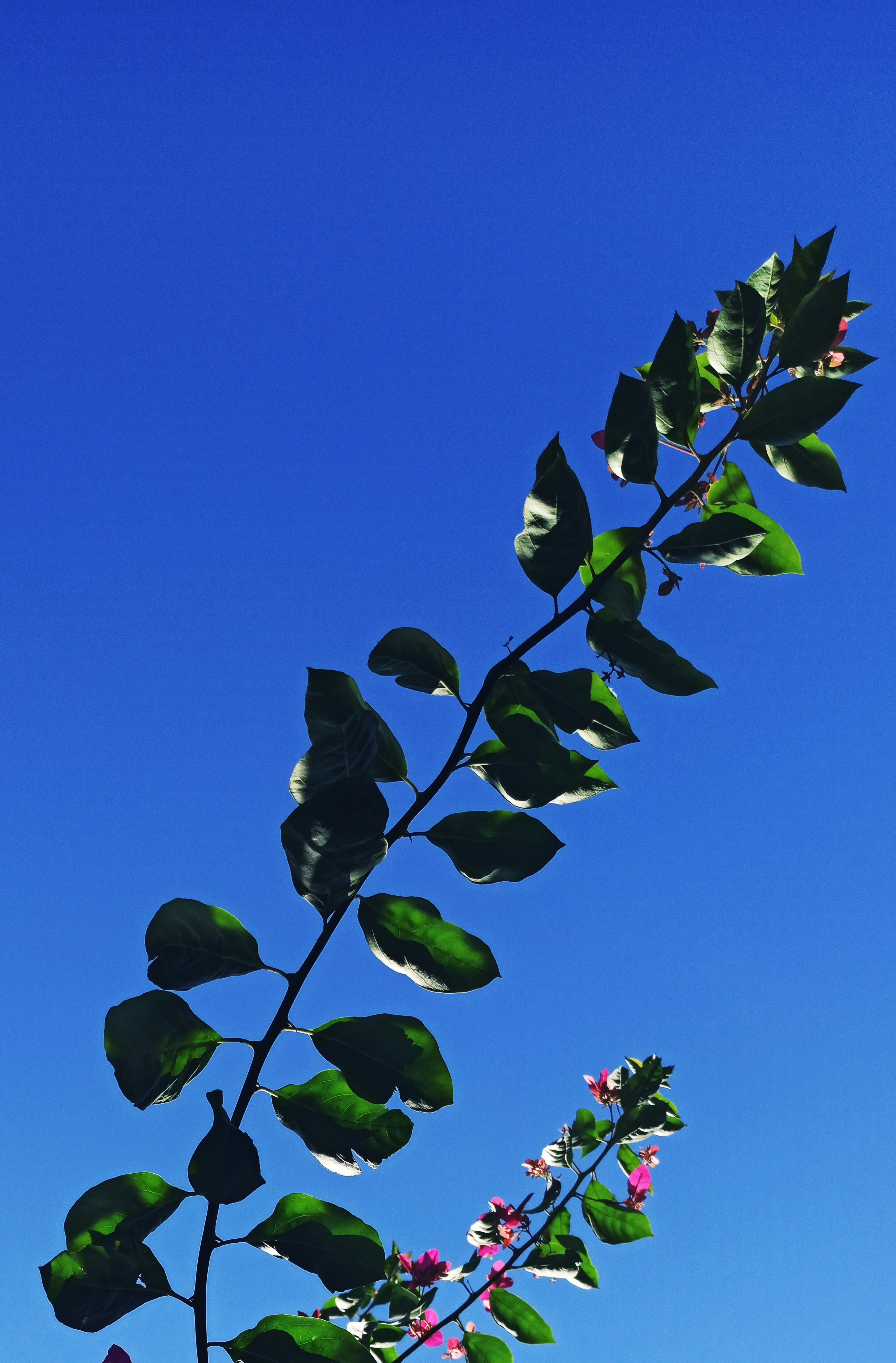 a plant with green leaves and purple flowers against a blue sky