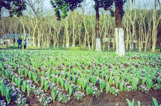 a field of flowers in front of some trees