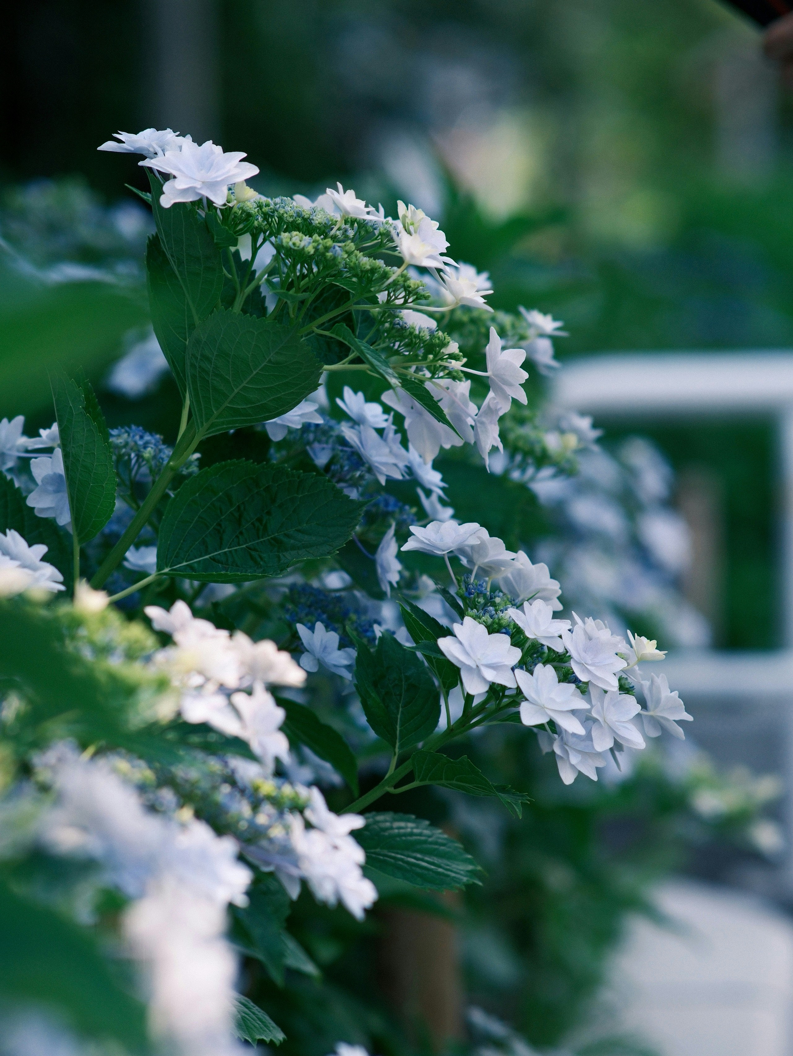 a close up of a plant with white flowers