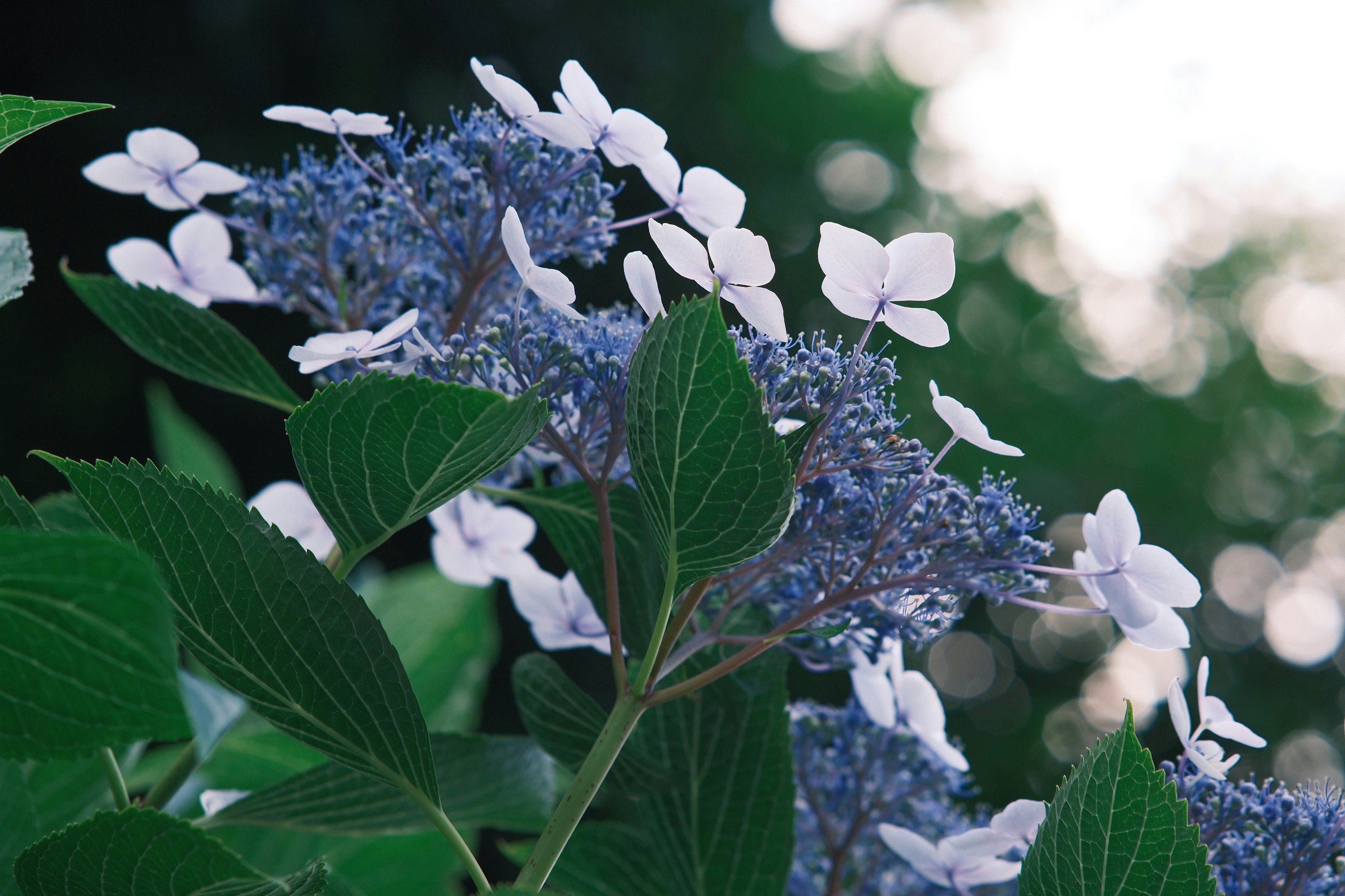 a bunch of blue and white flowers with green leaves