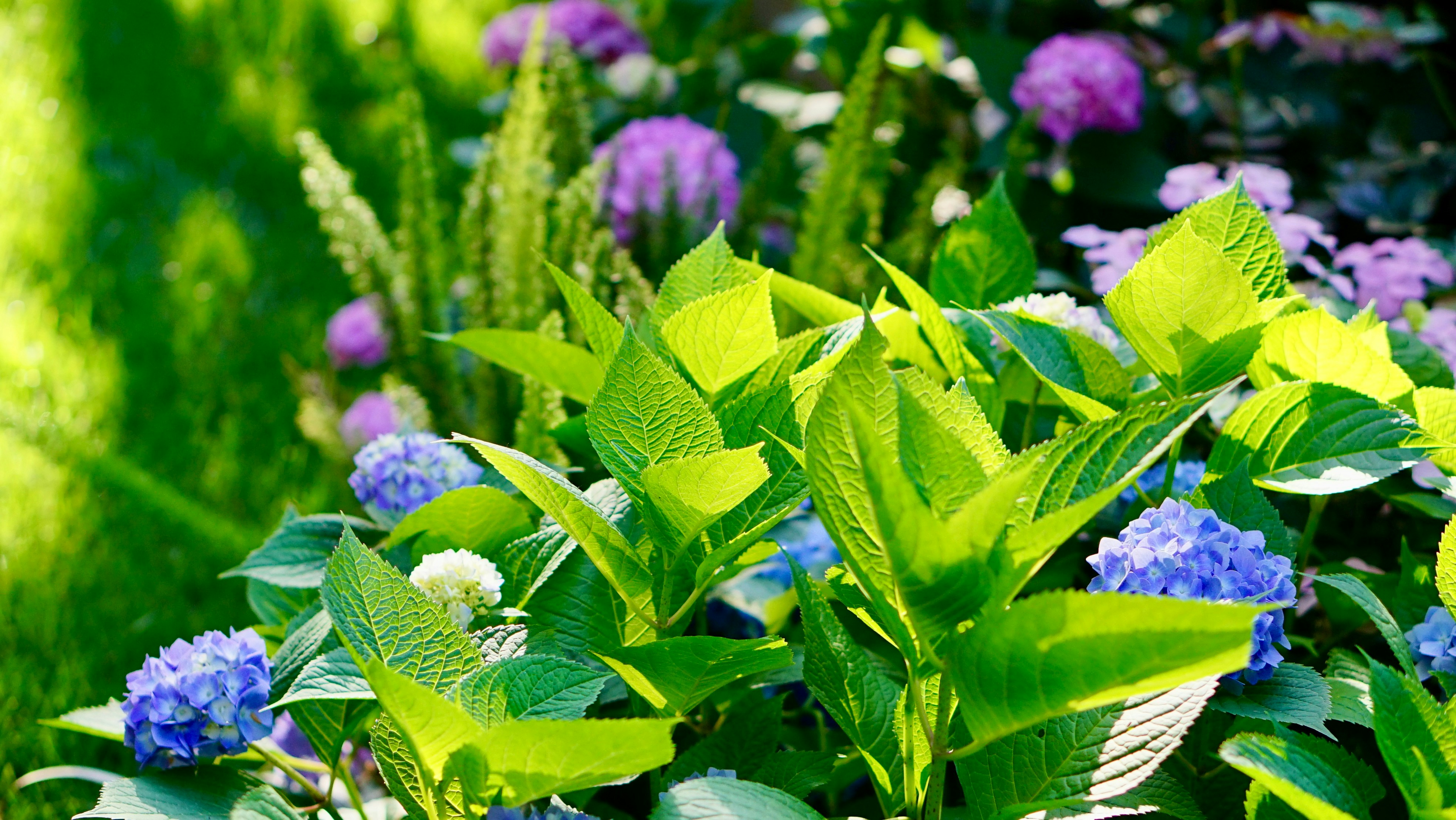12 Flowers for Botanical Self-Care in Spring