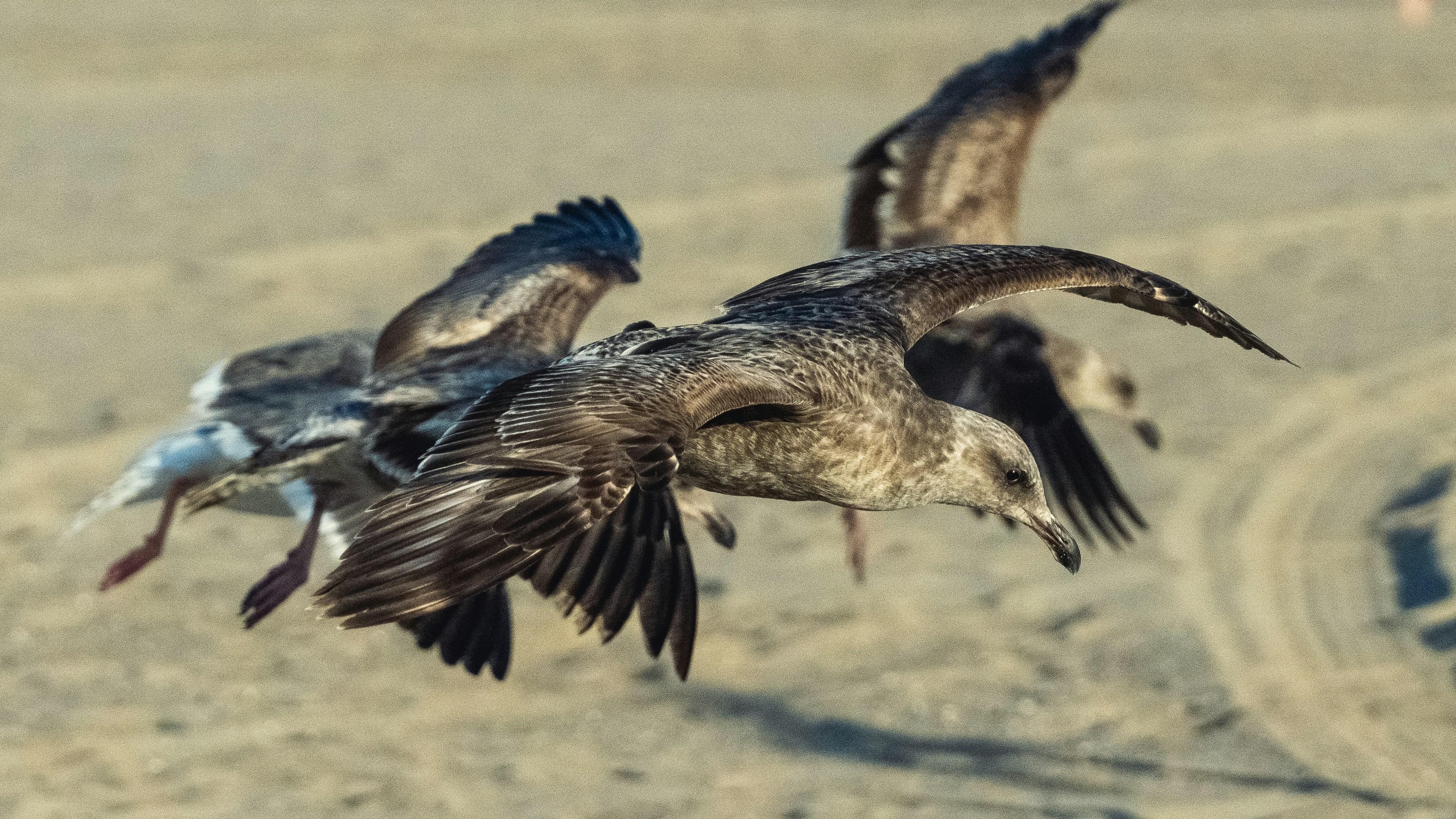 a group of birds flying over a sandy beach
