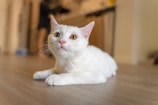 a white cat laying on top of a wooden floor