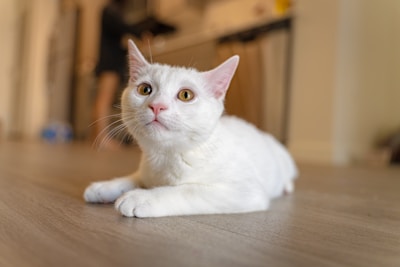 a white cat laying on top of a wooden floor