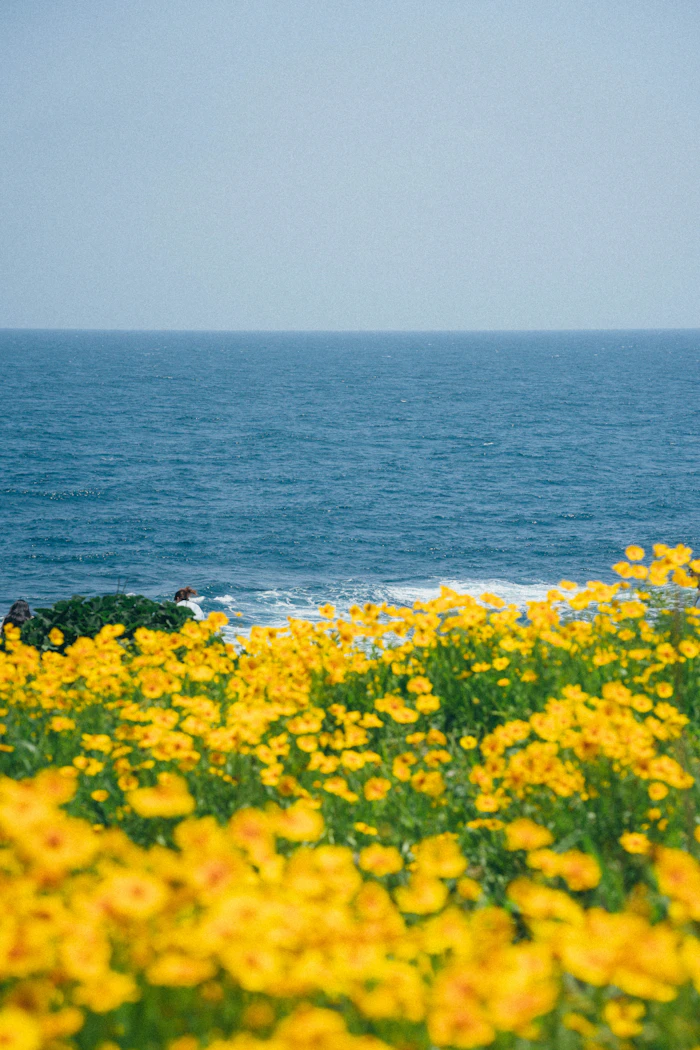 Yellow canola flowers on a clifftop above the sea
