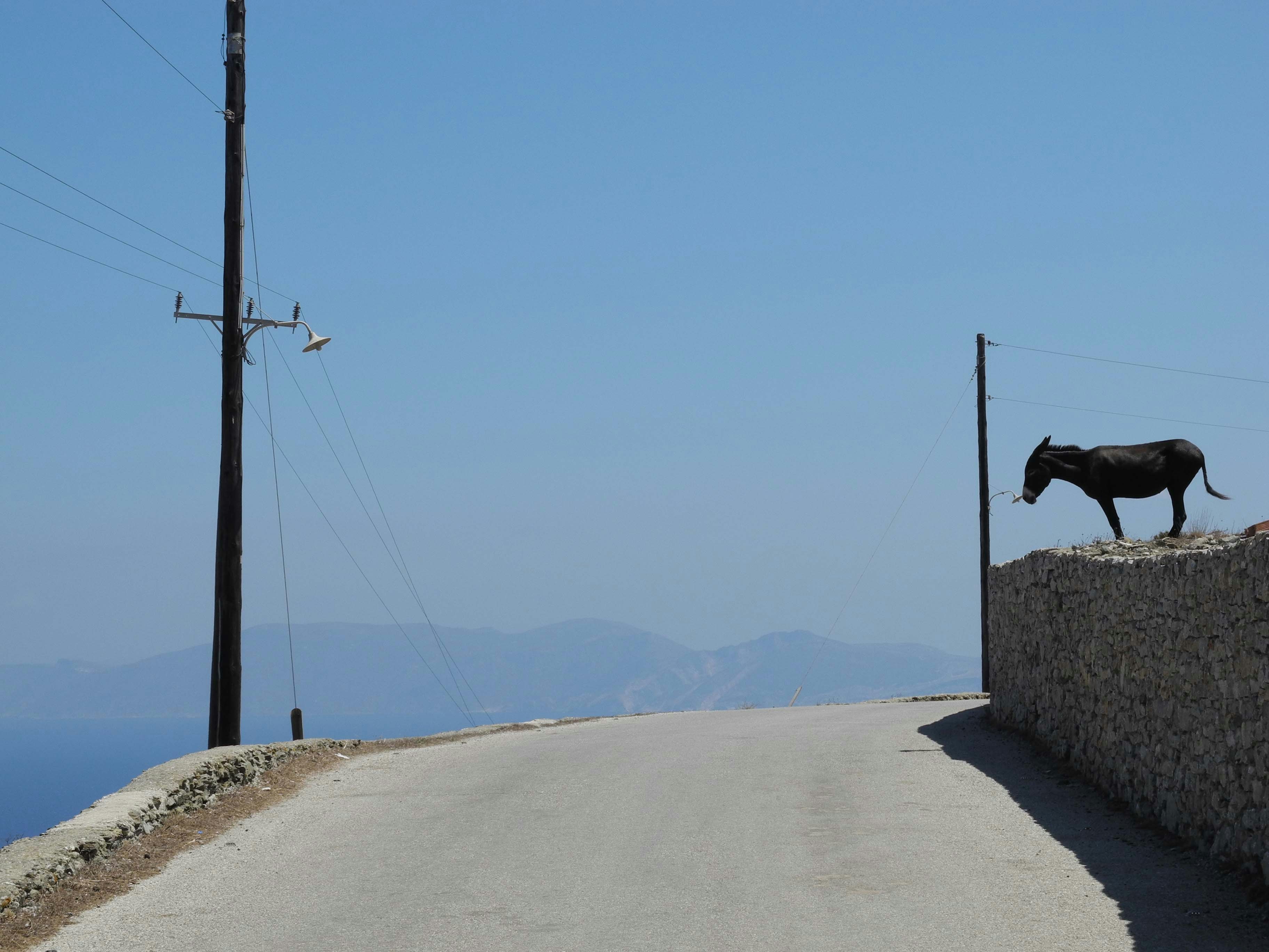 a cow standing on the side of a road