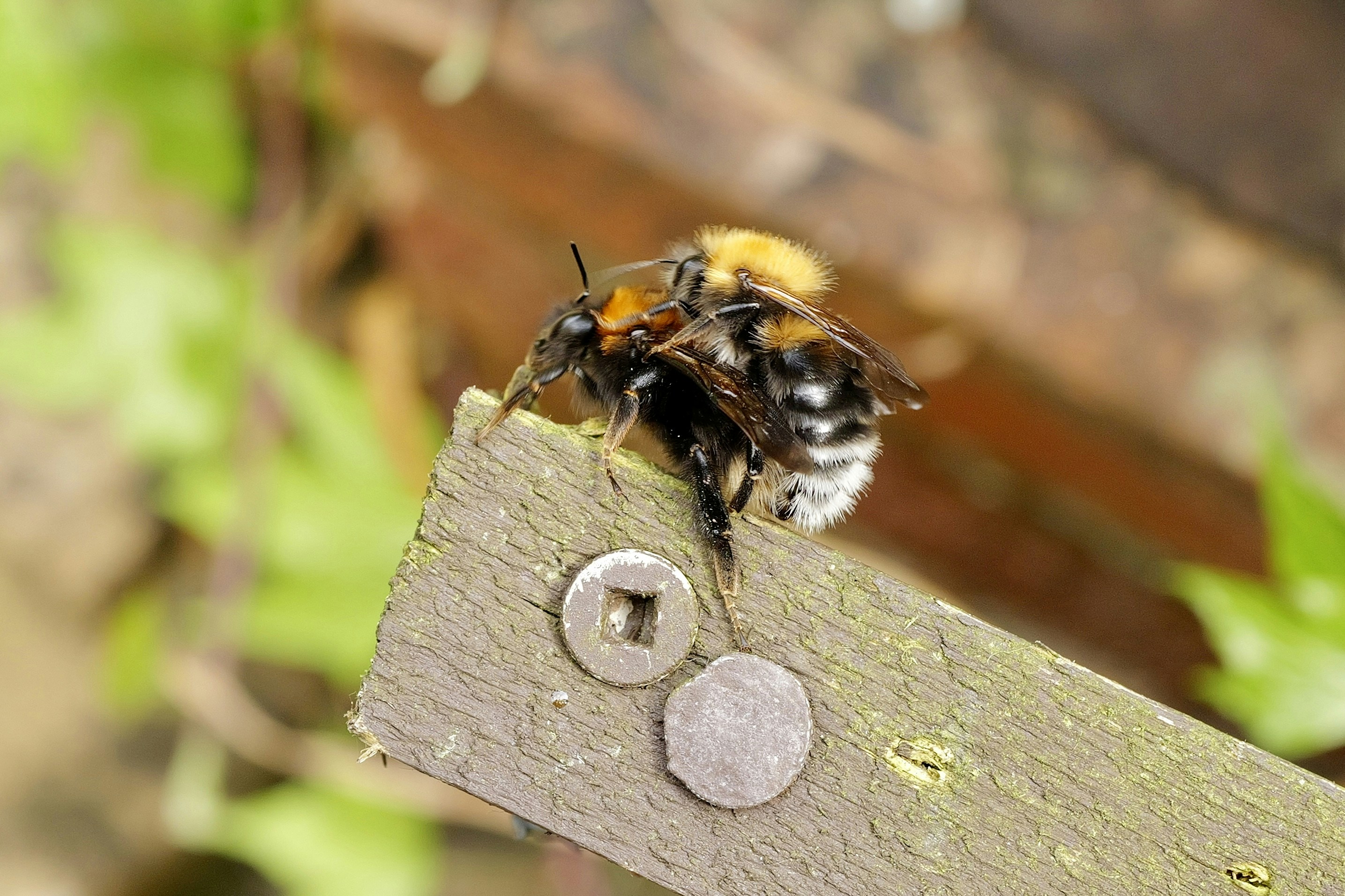 a close up of a bee on a piece of wood