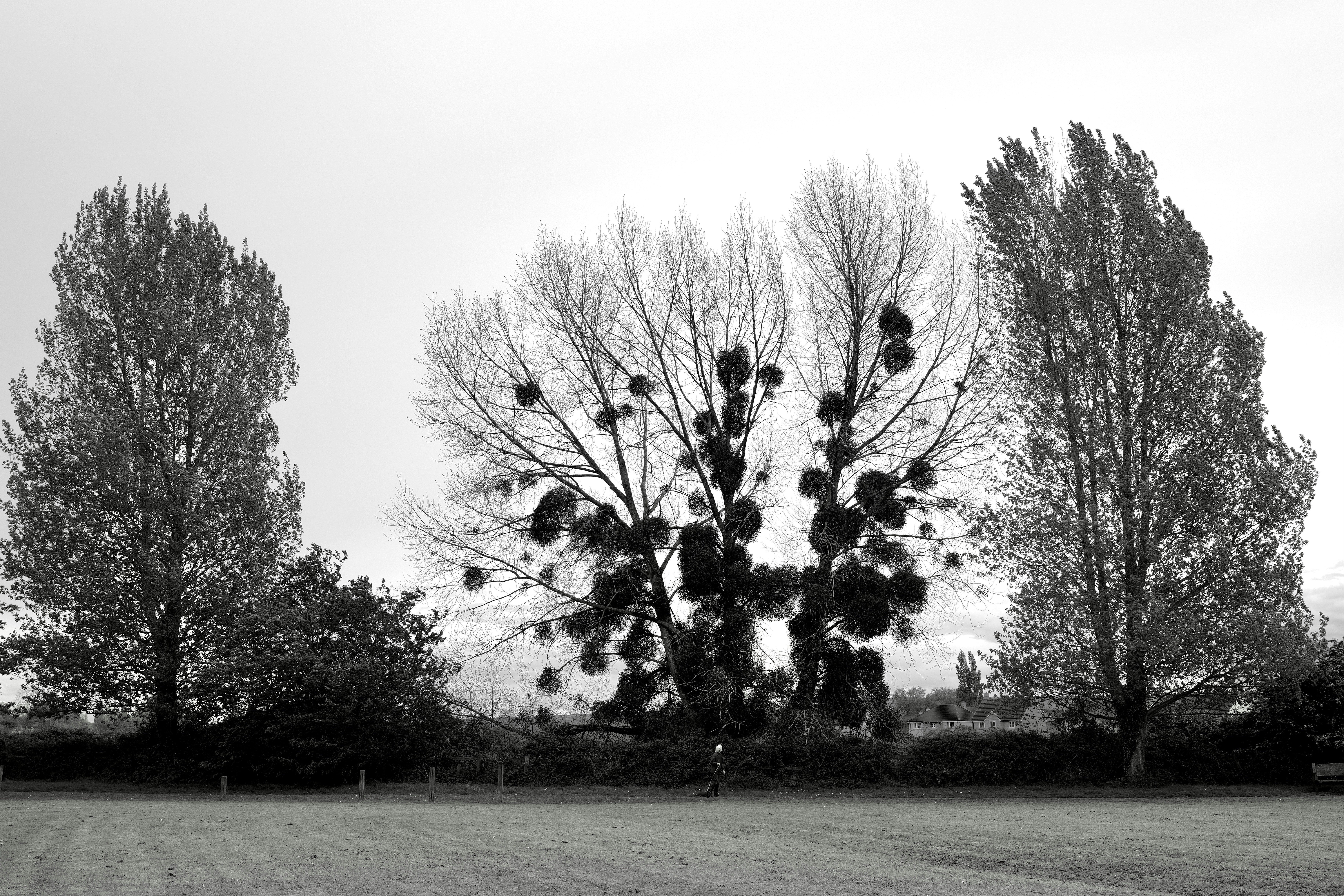 a black and white photo of a tree in a park