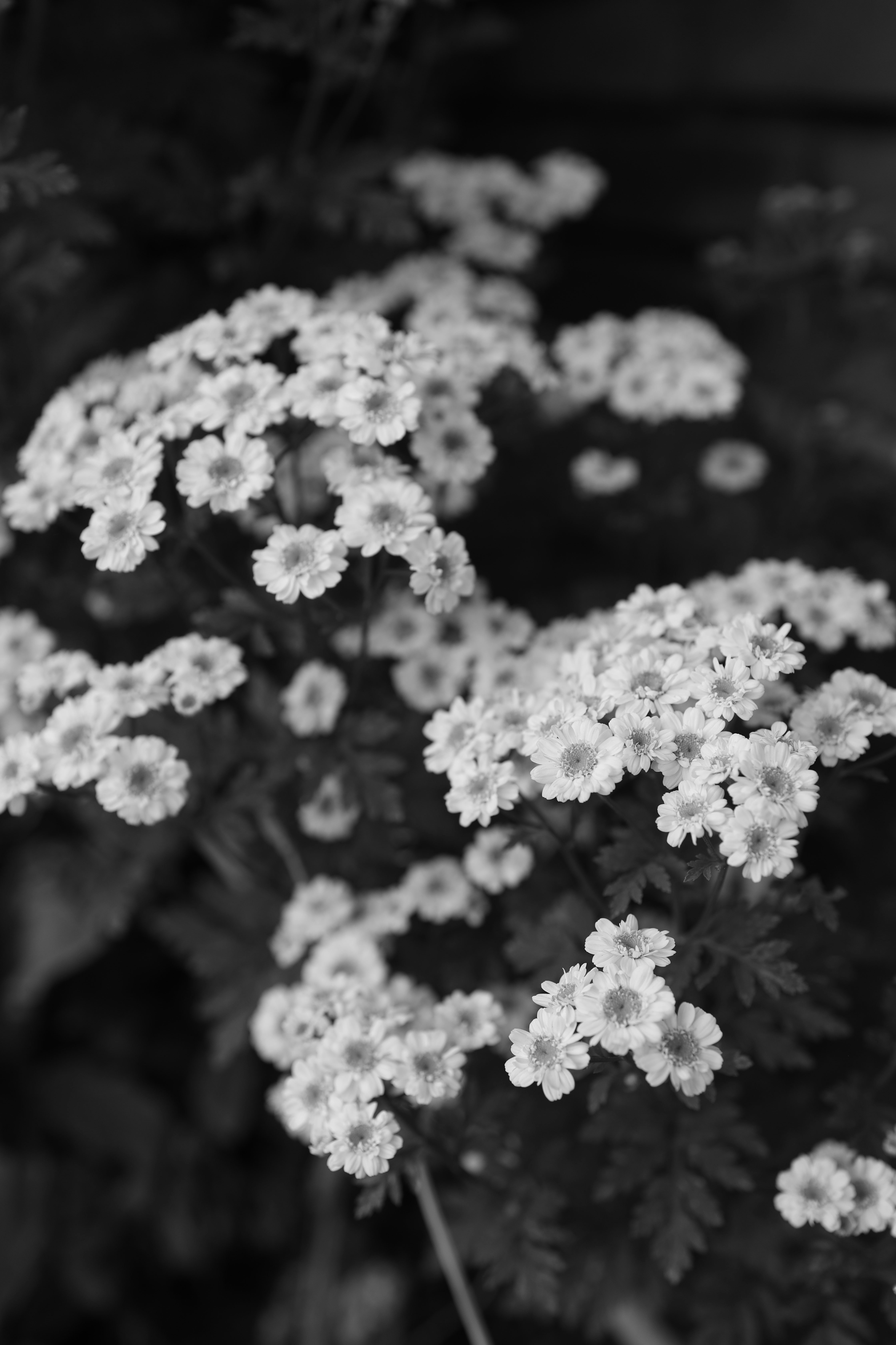 Photo by djburkephotography