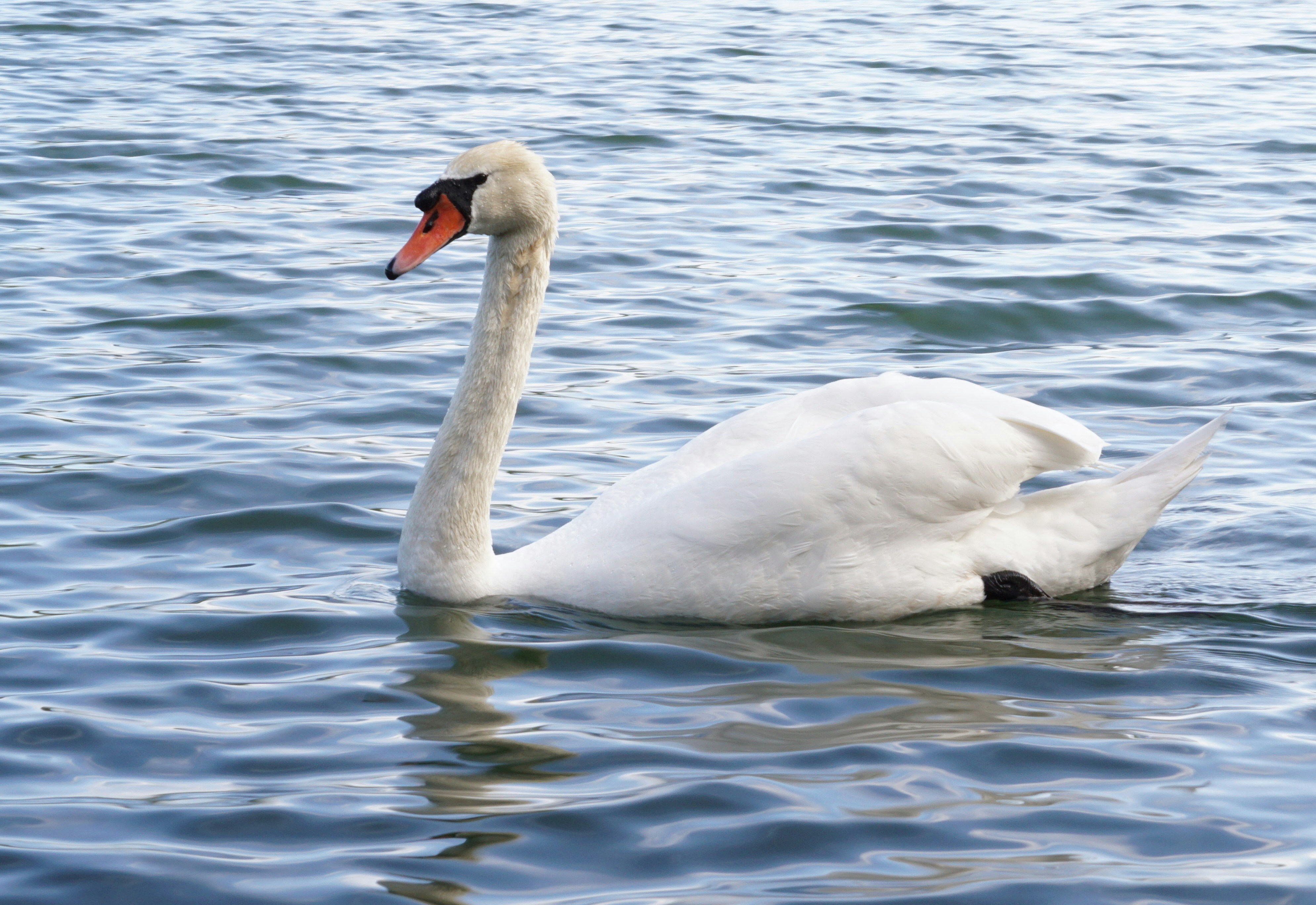 Photo by andreas_haubold