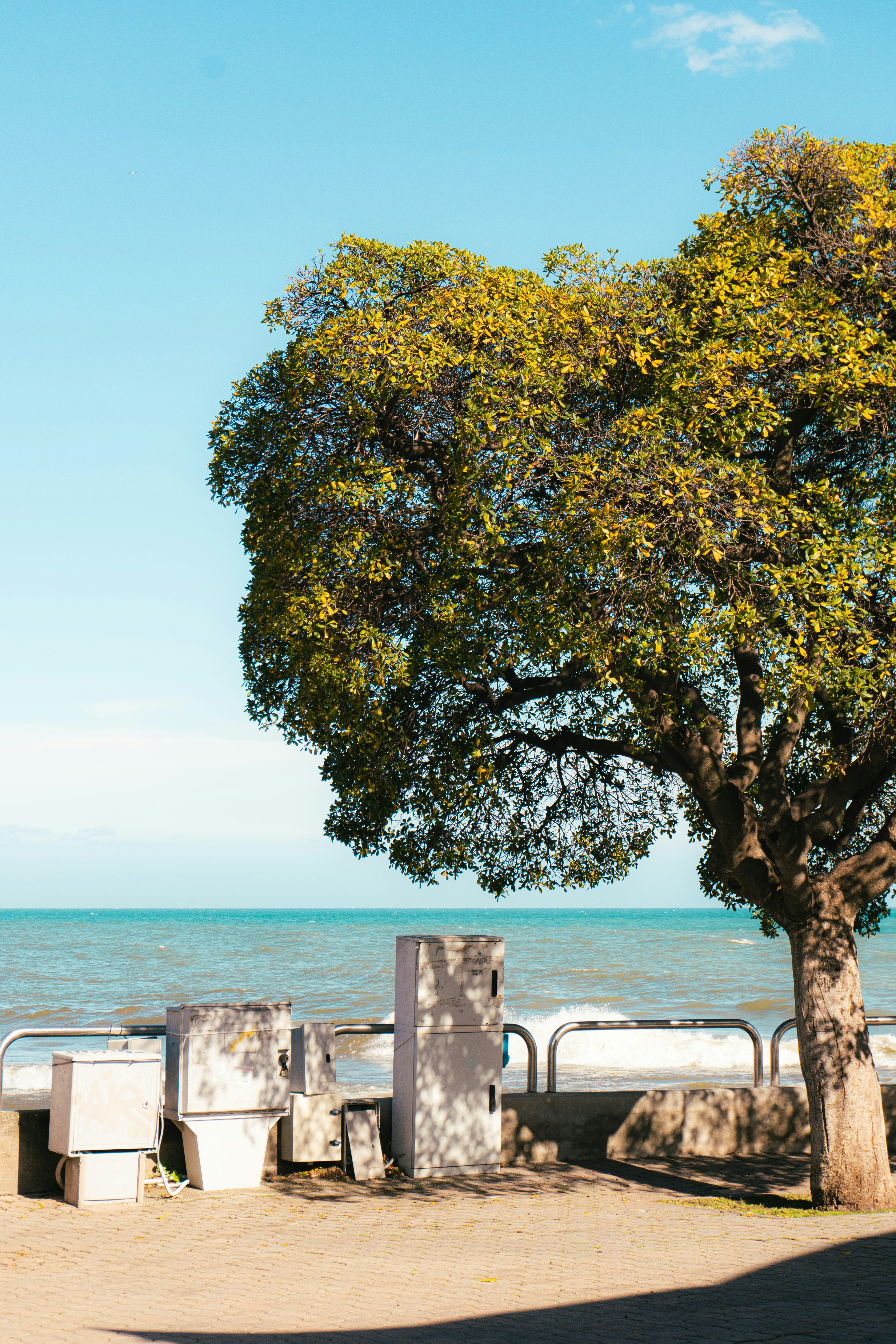 a bench under a tree next to a body of water