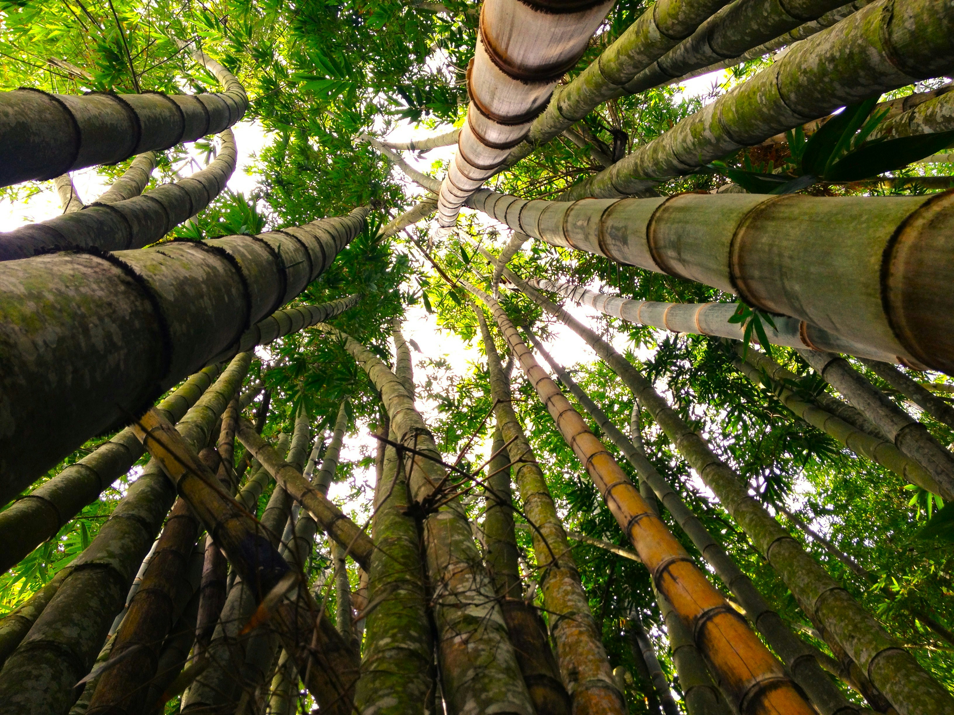 Die sanften Klänge des Bambus