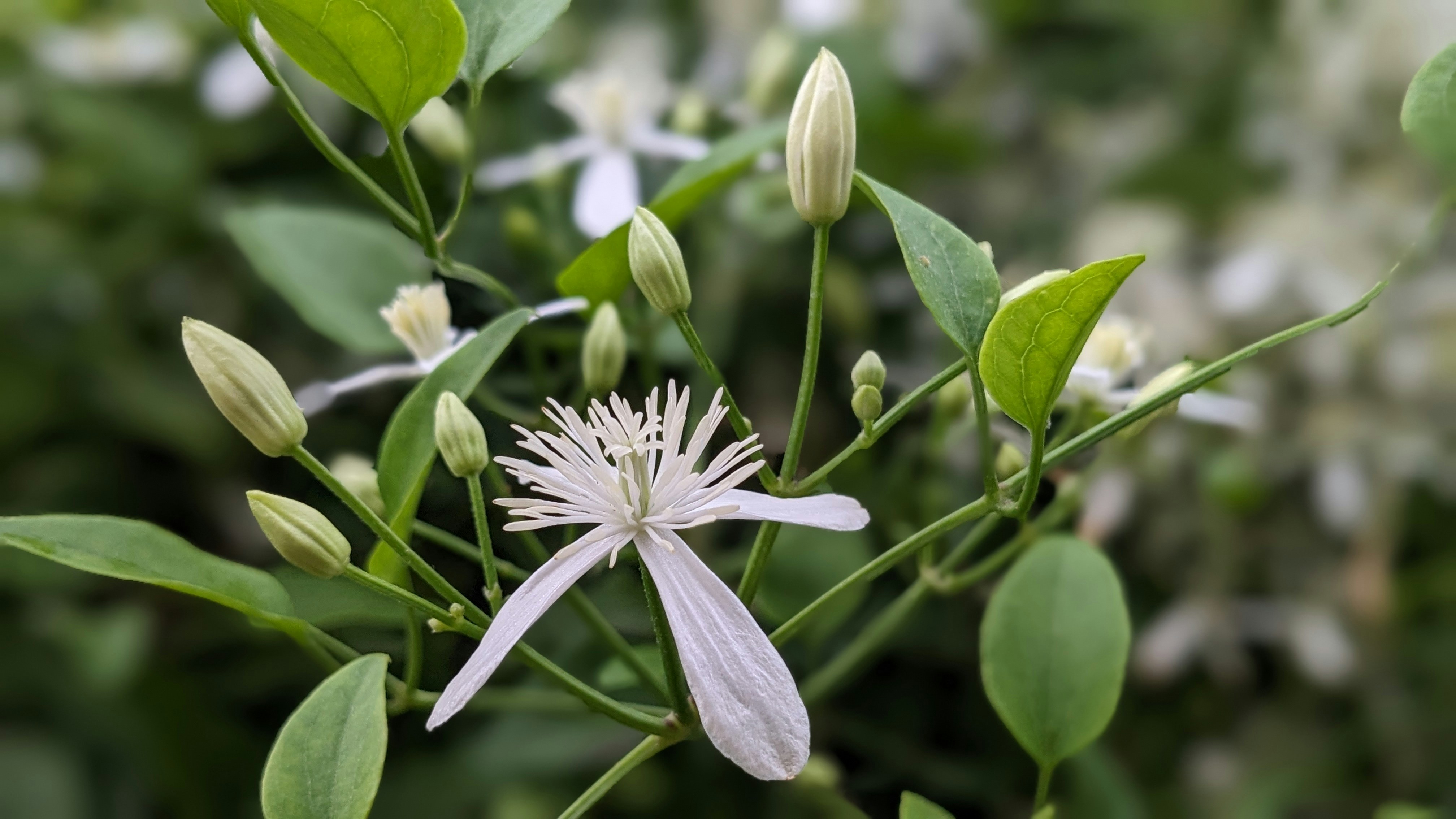 Photo by photogitthi