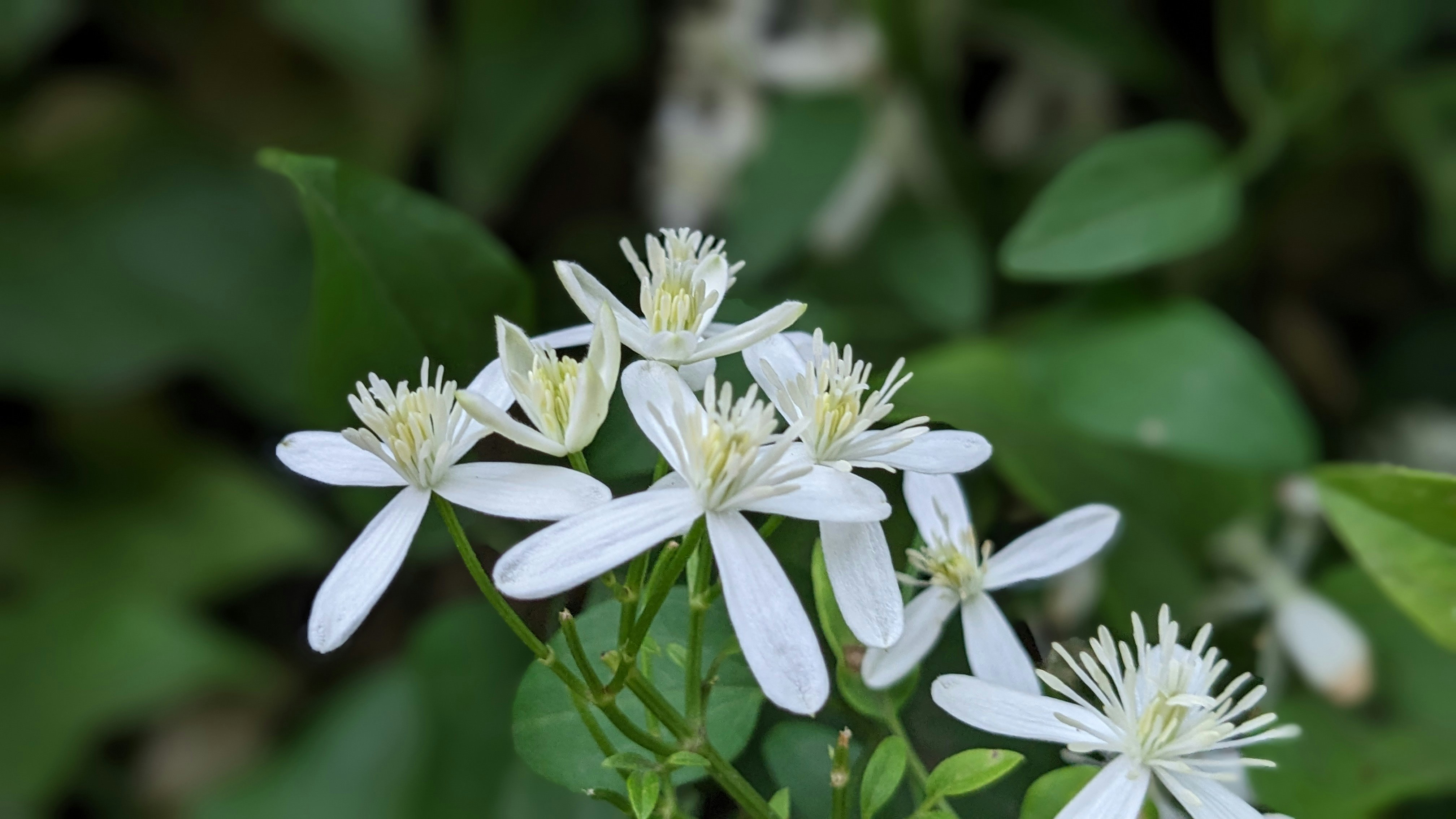 Photo by photogitthi