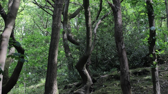 a group of trees that are in the woods