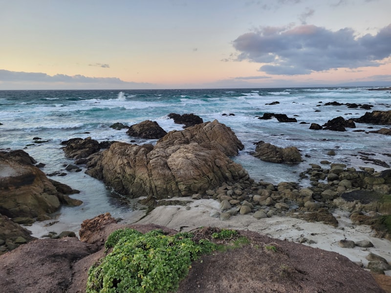 a rocky beach with a green plant growing out of the rocks