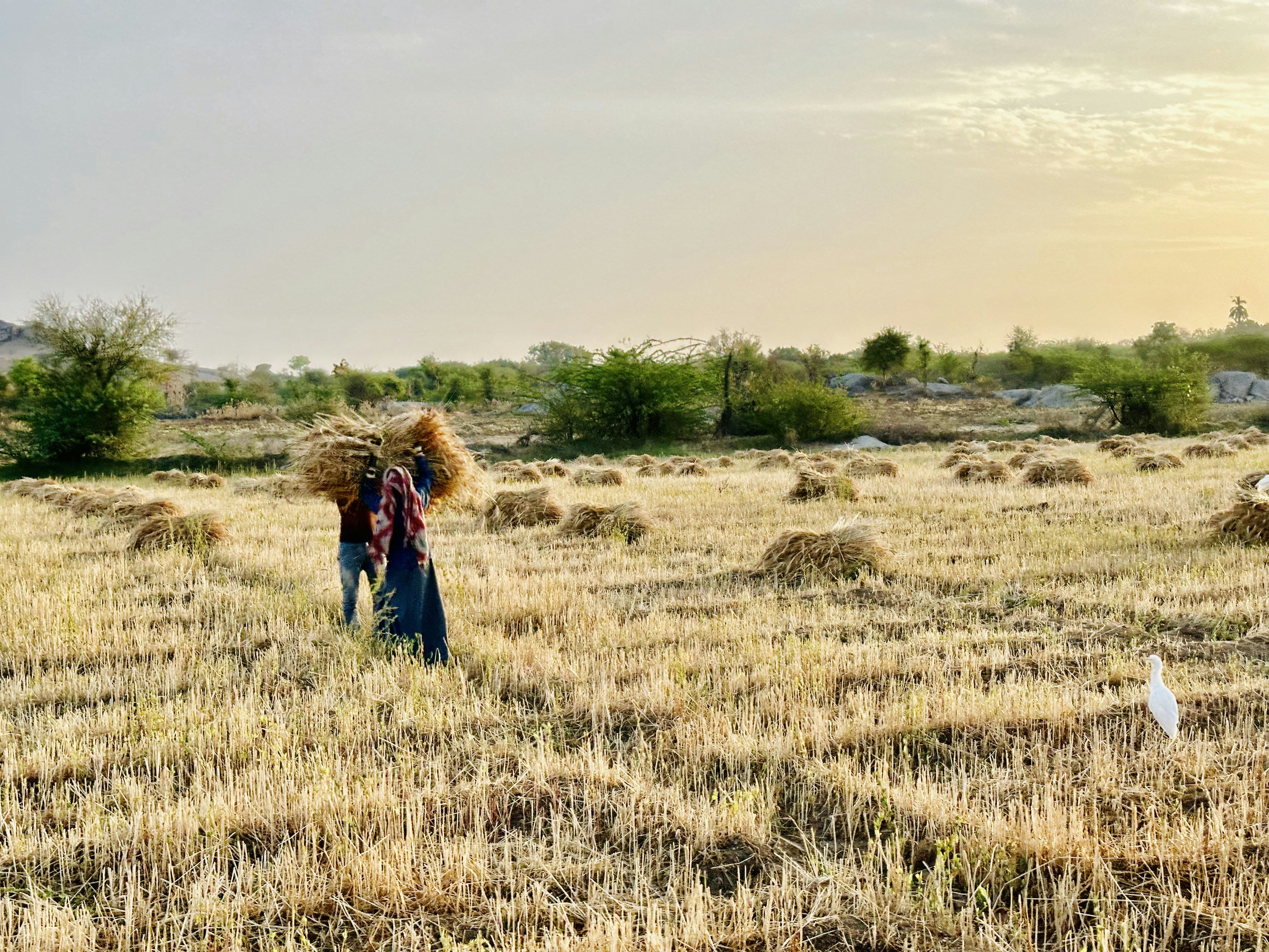Photo by deepavalig