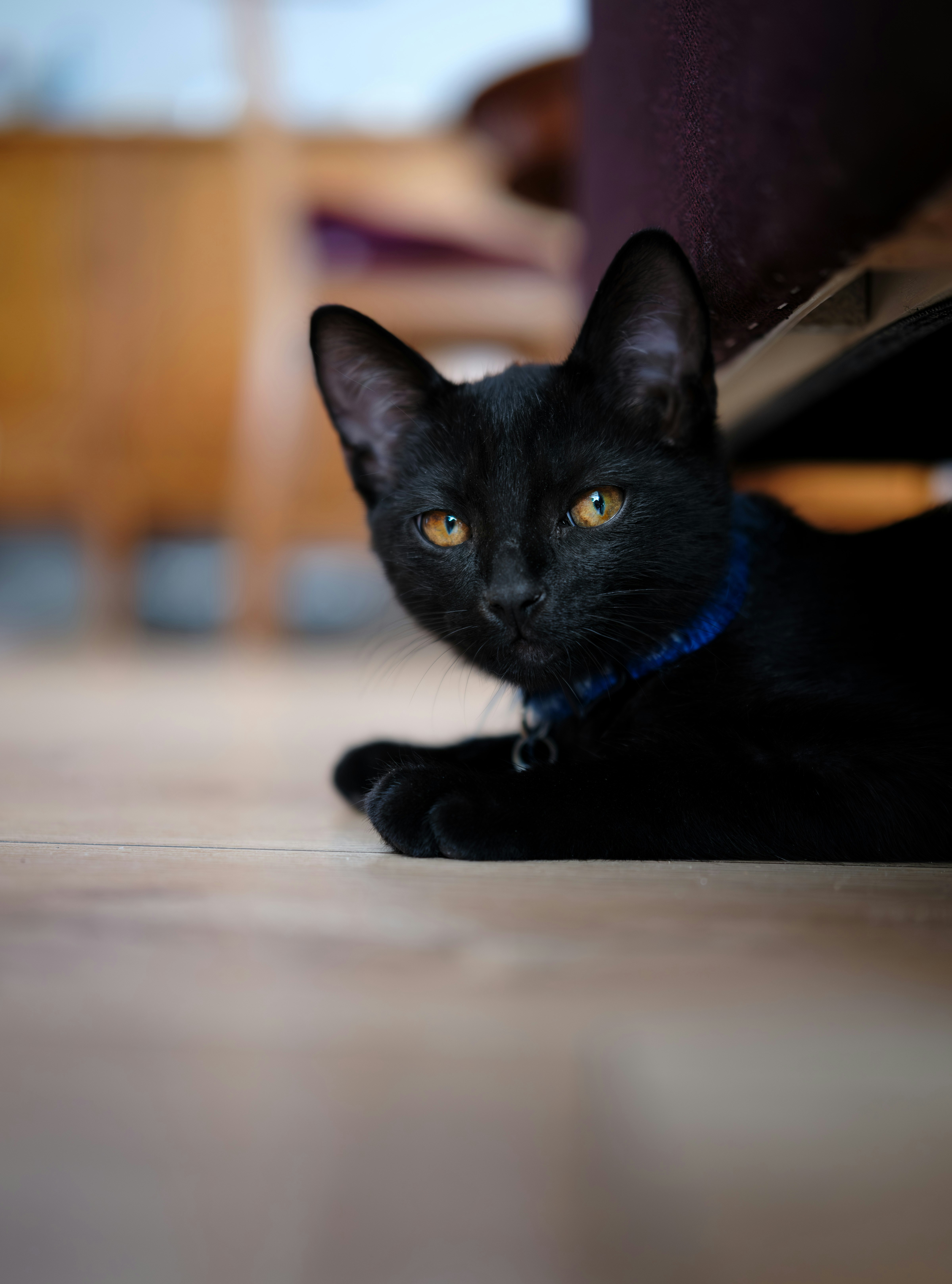 a black cat with a blue collar laying on the floor
