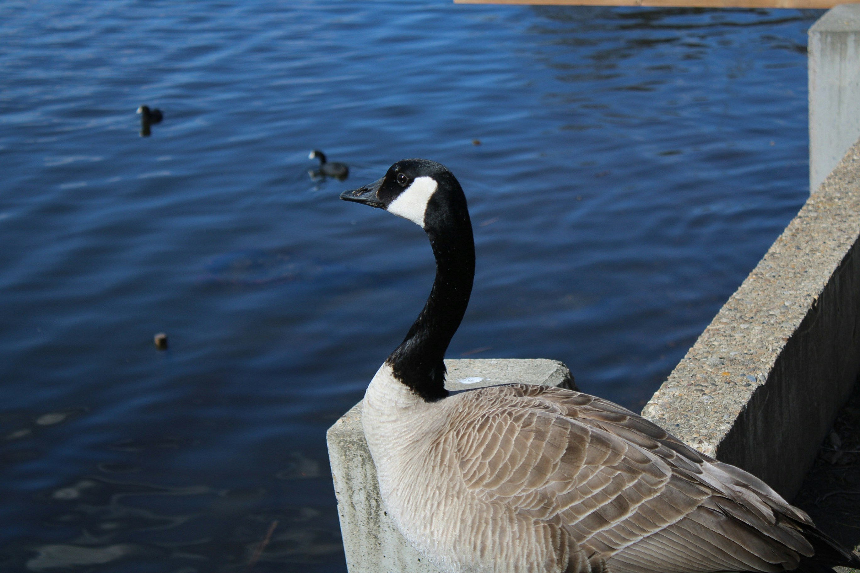 a goose is standing on a ledge near the water