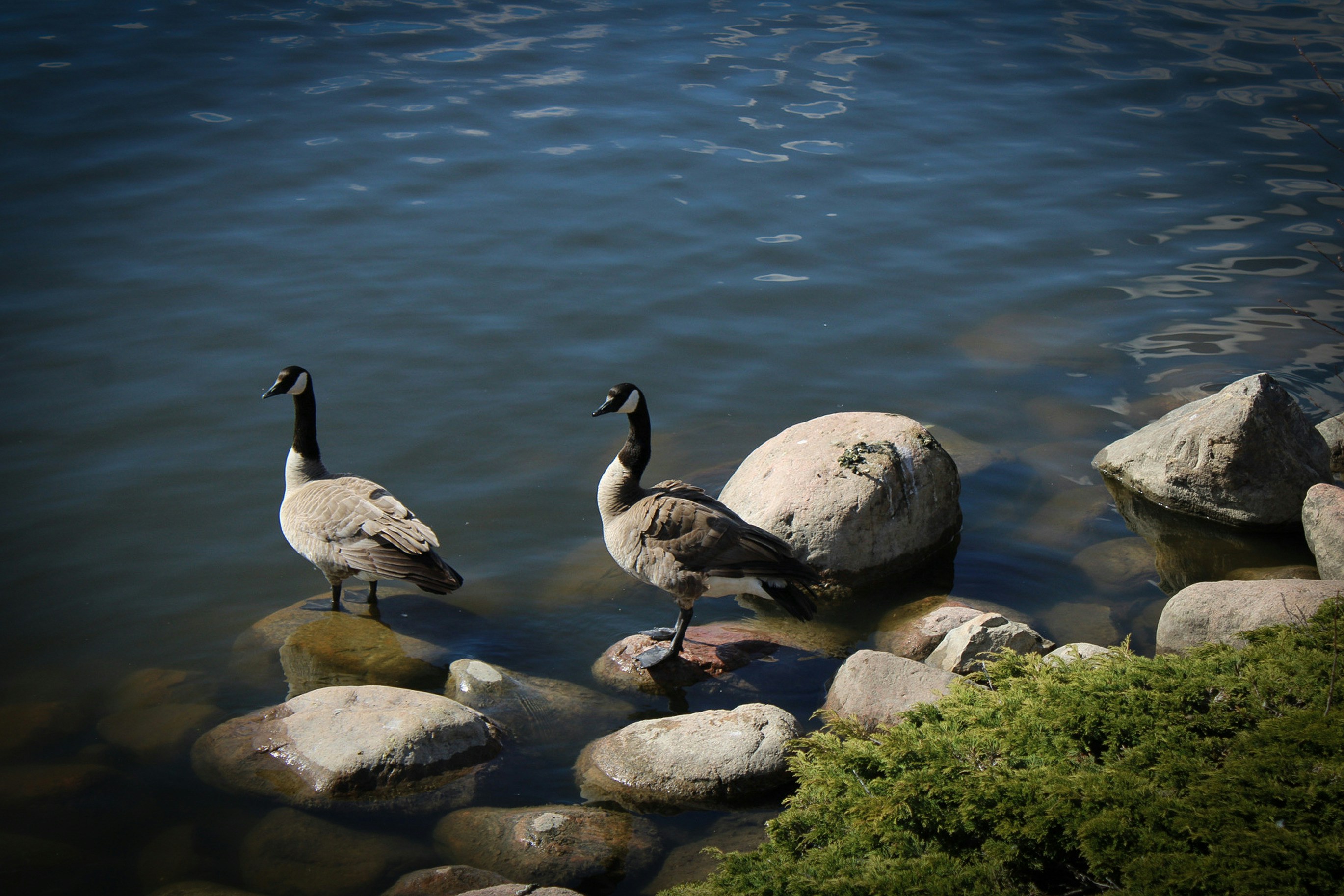 two geese are standing on some rocks in the water