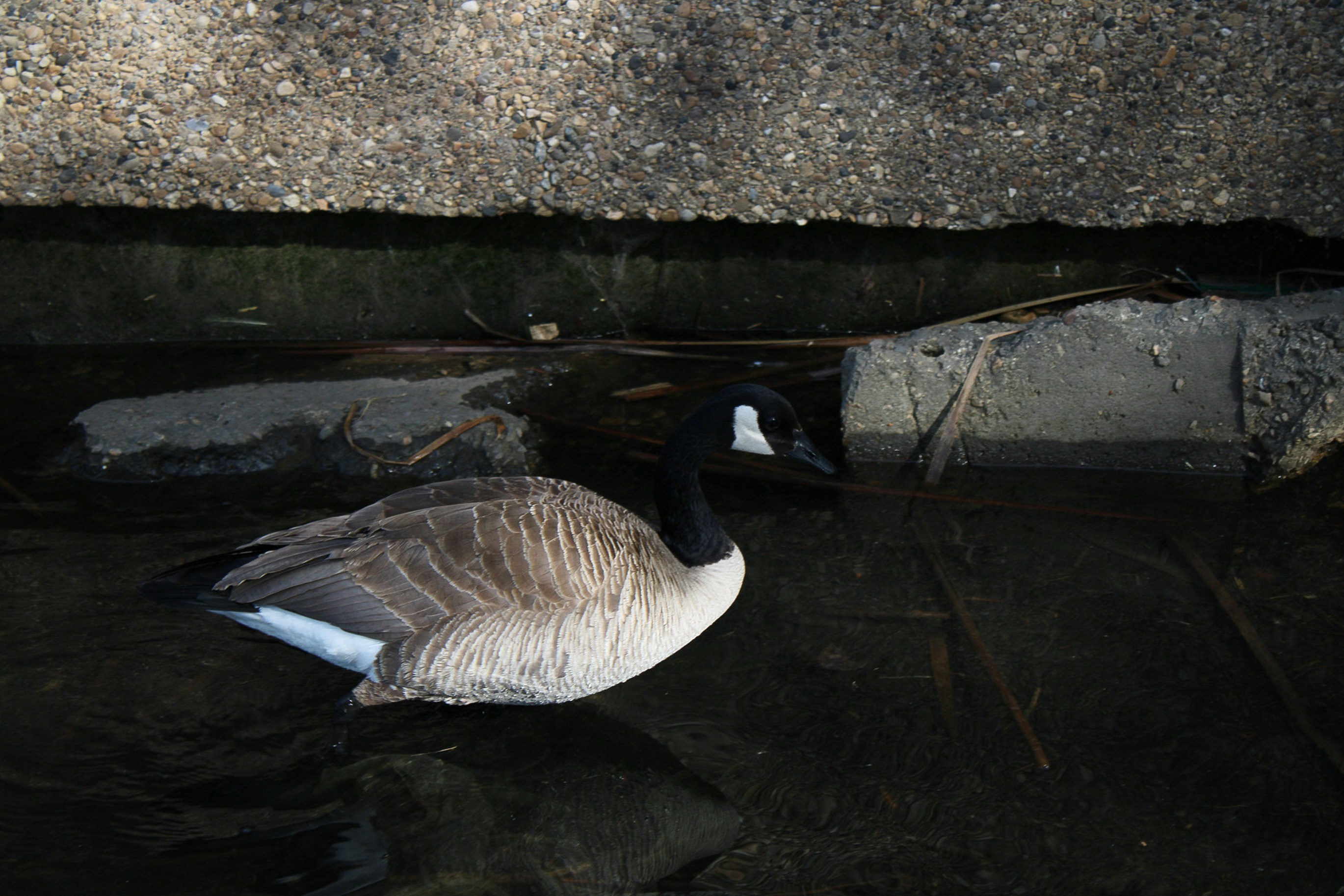 a goose standing in the water next to a cement wall