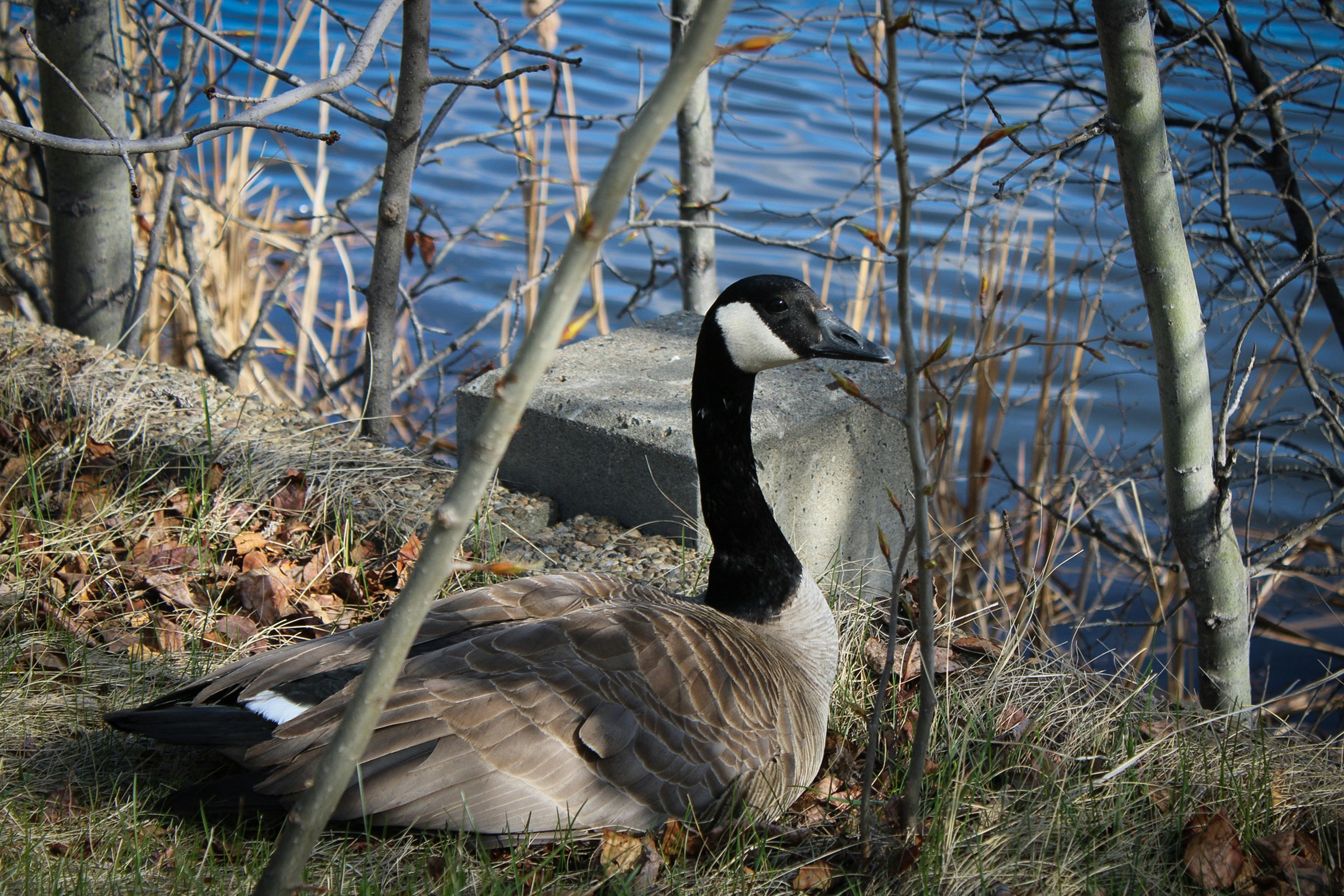 a goose sitting on the ground next to a body of water
