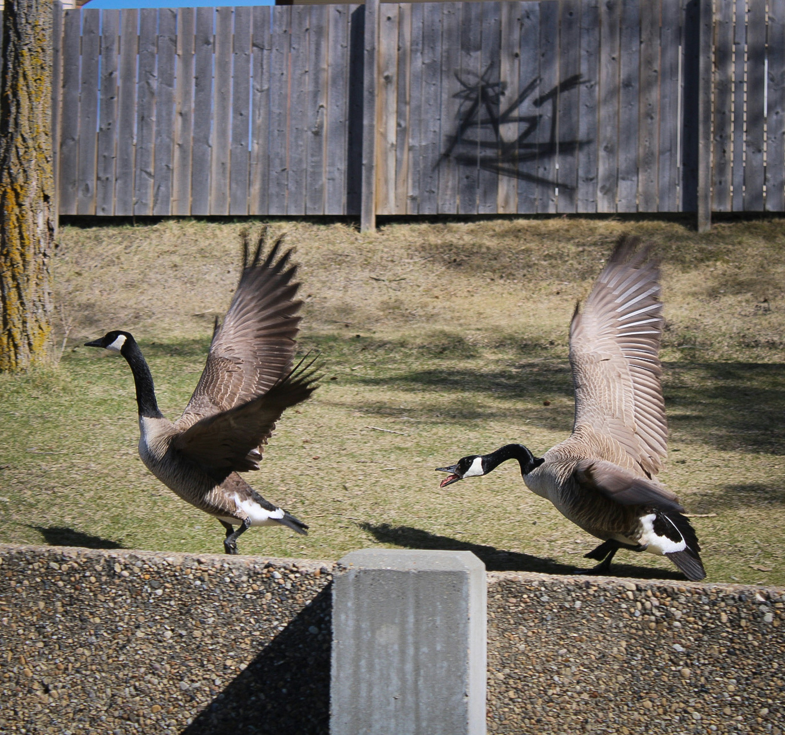 a couple of geese that are standing in the grass