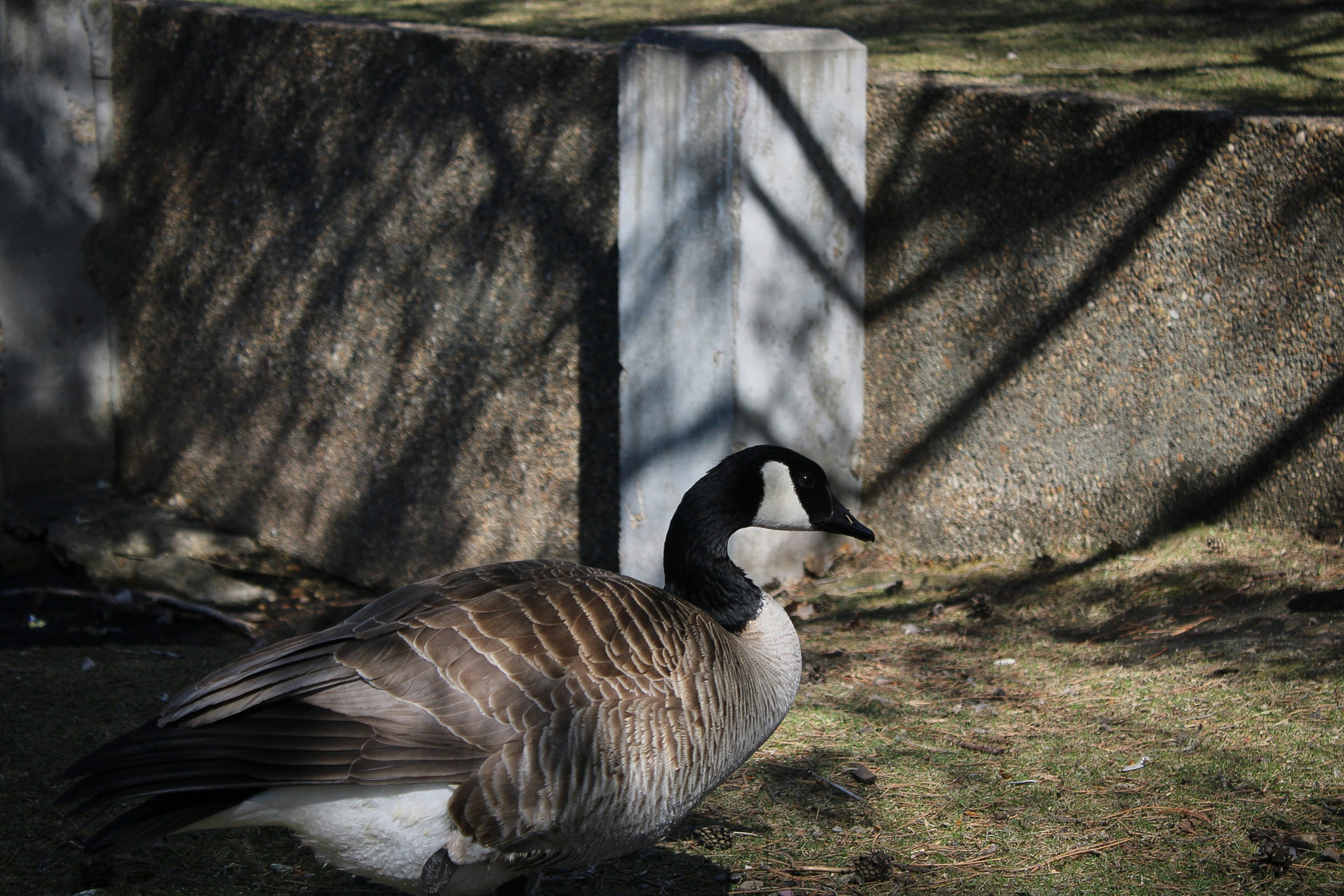 a goose standing in the grass next to a stone wall