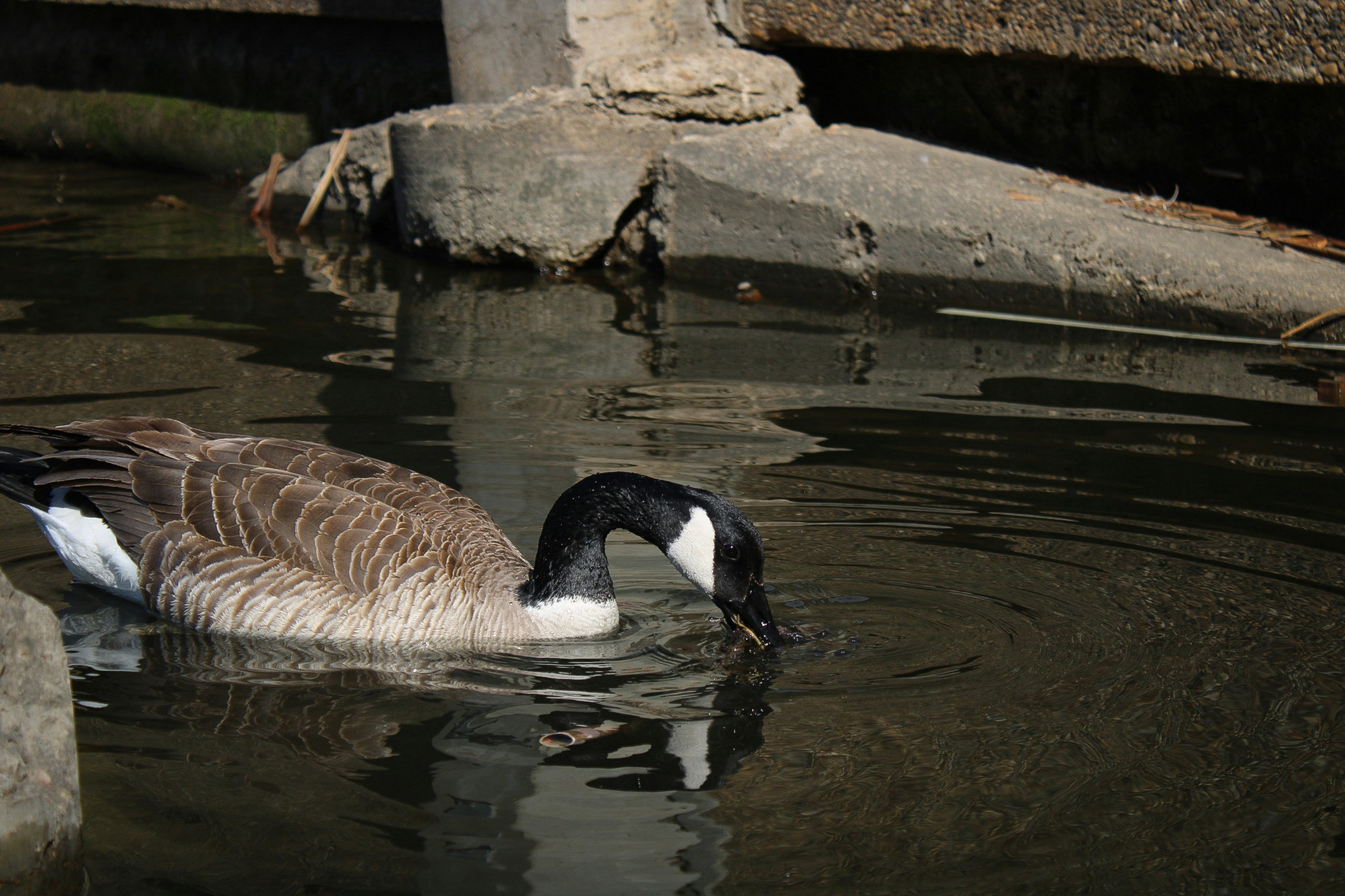 a duck is swimming in the water near some rocks