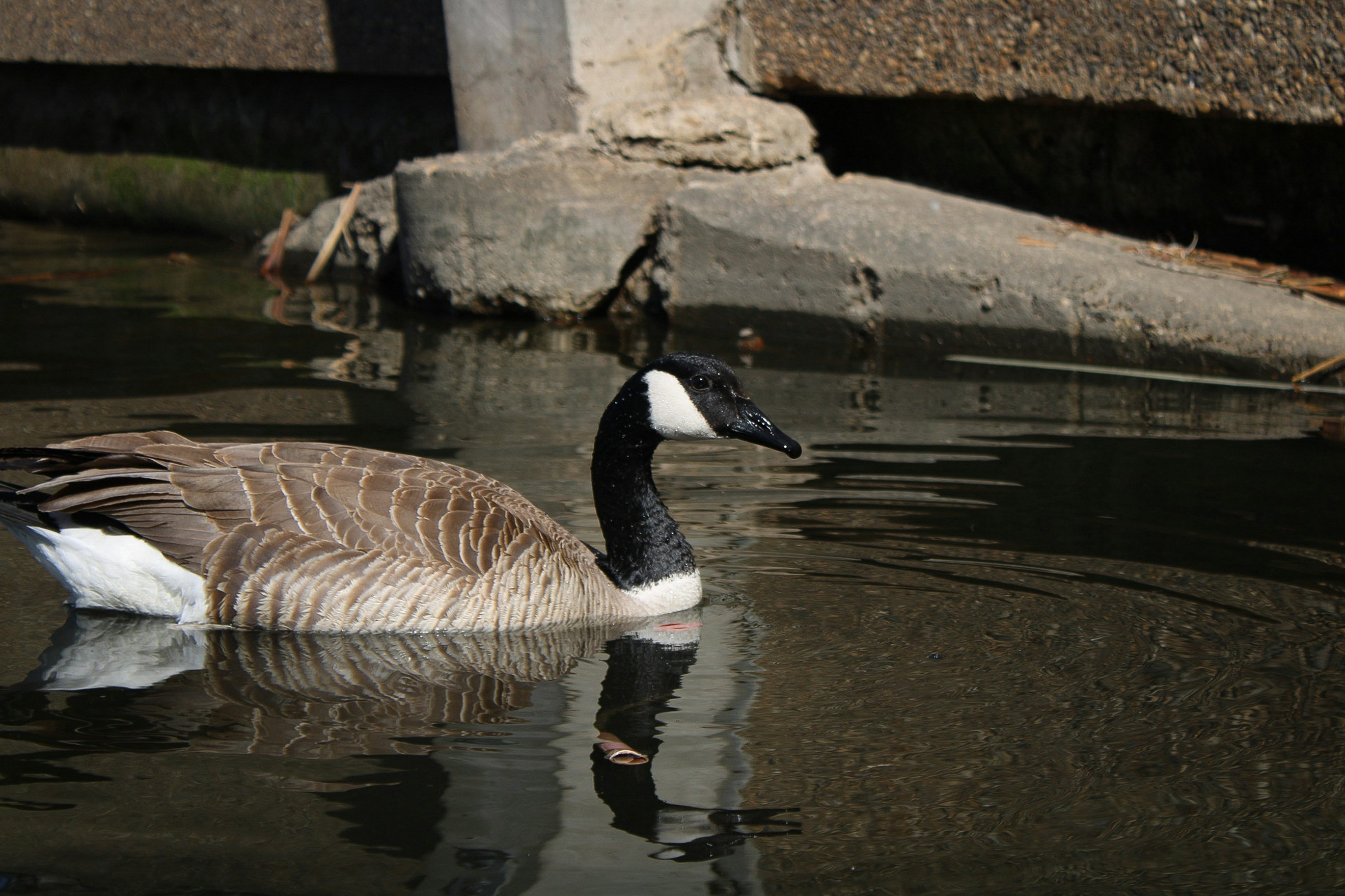a duck is swimming in the water