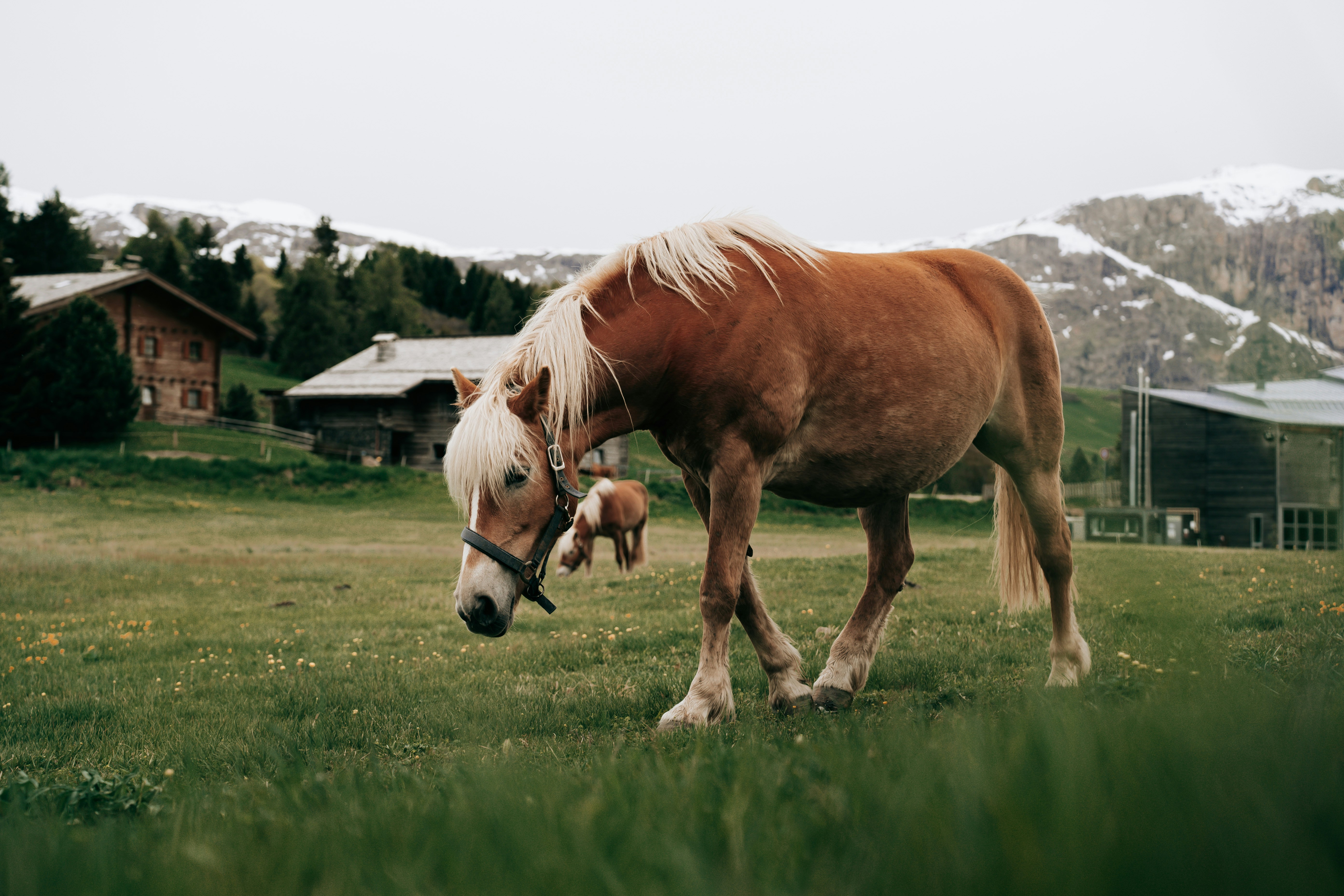 a brown horse standing on top of a lush green field
