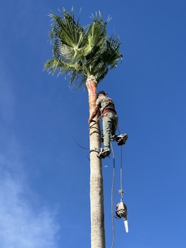 a man climbing up a tall palm tree