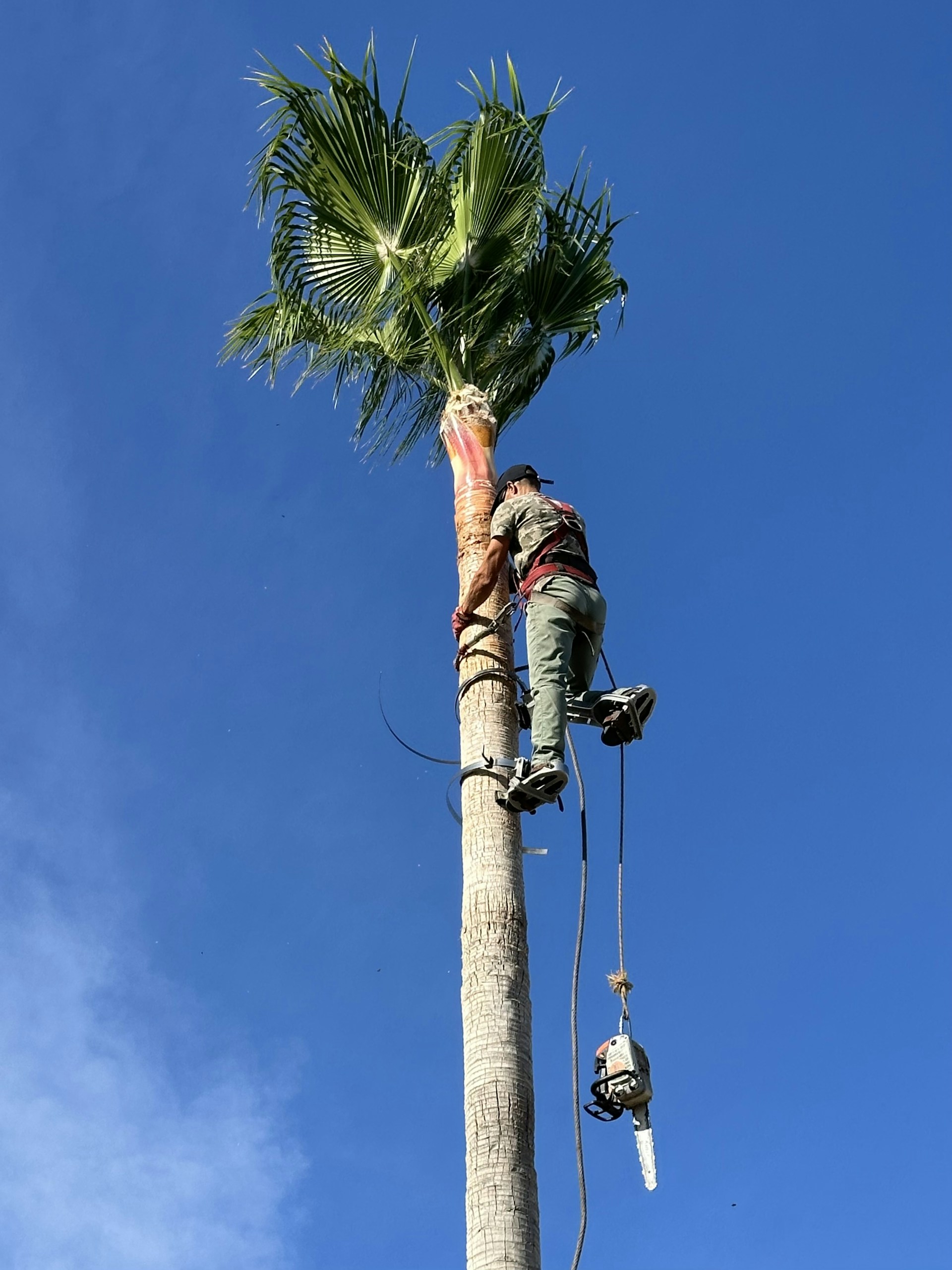 a man climbing up a tall palm tree