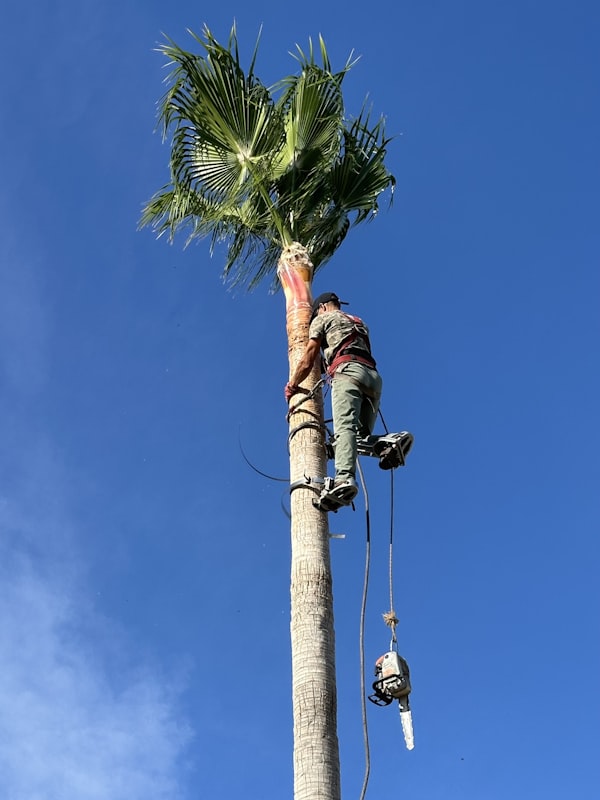 Podador escalando palmera de gran altura
