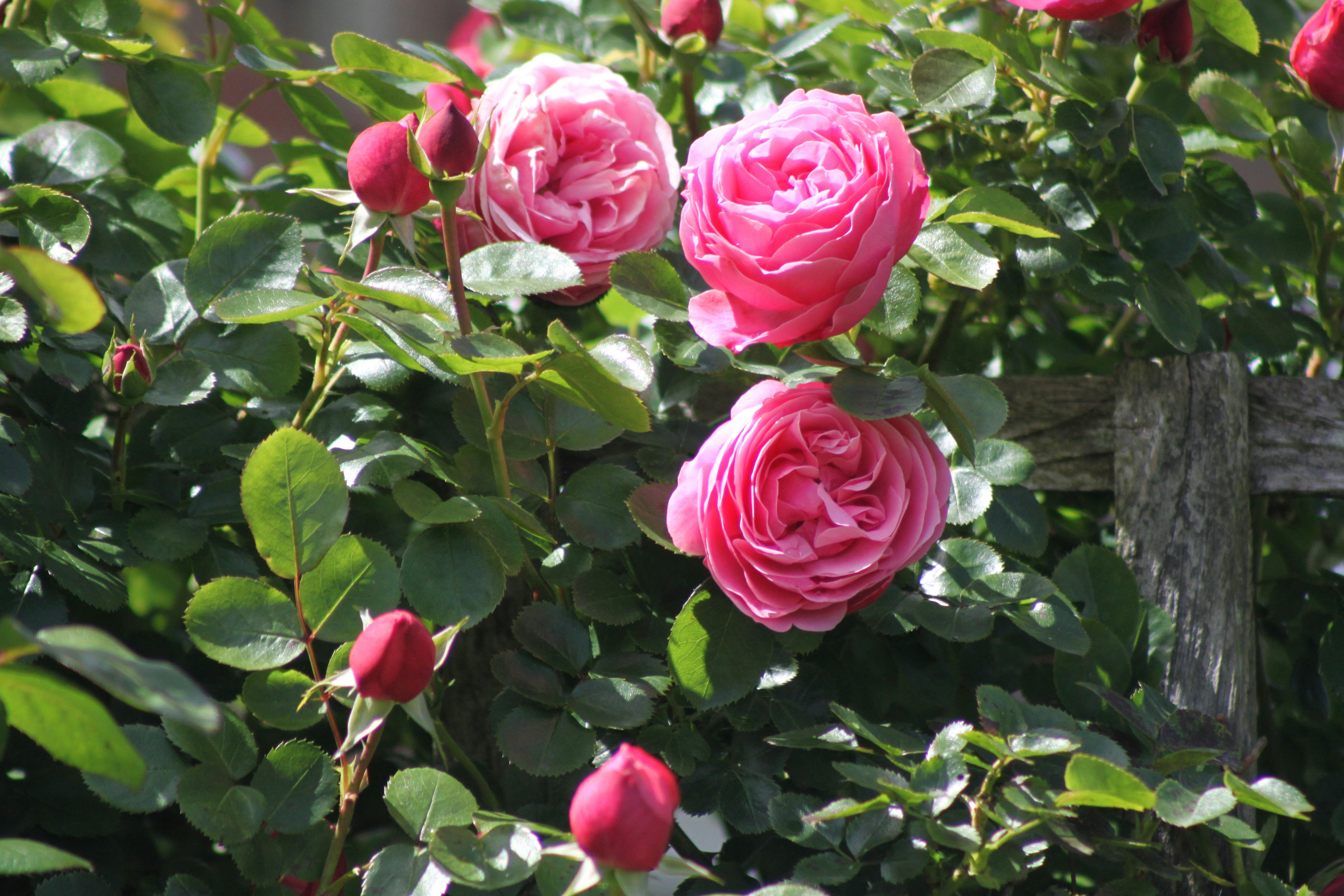 Photo by rubyphotography