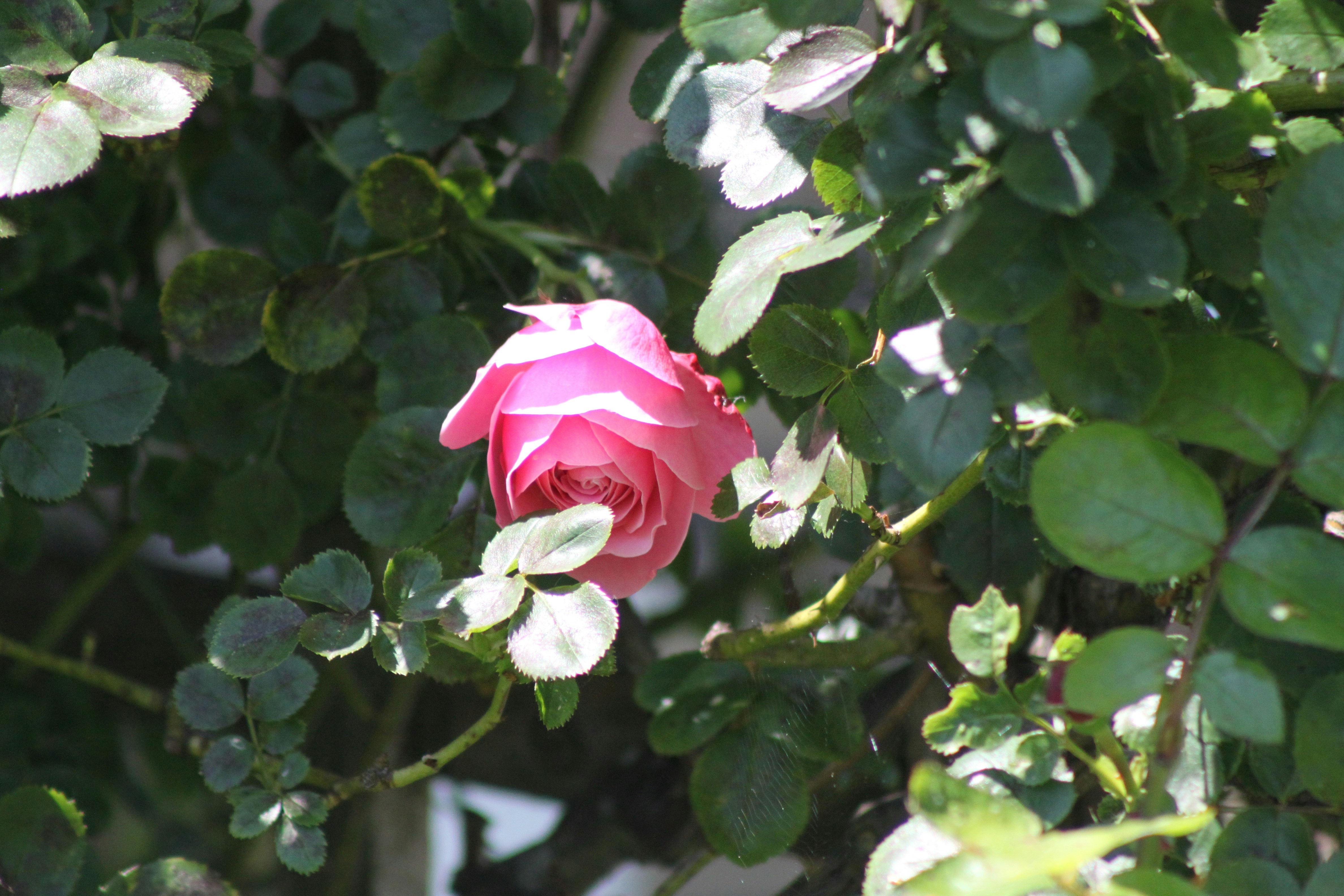 Fabiano Botanical Gardens