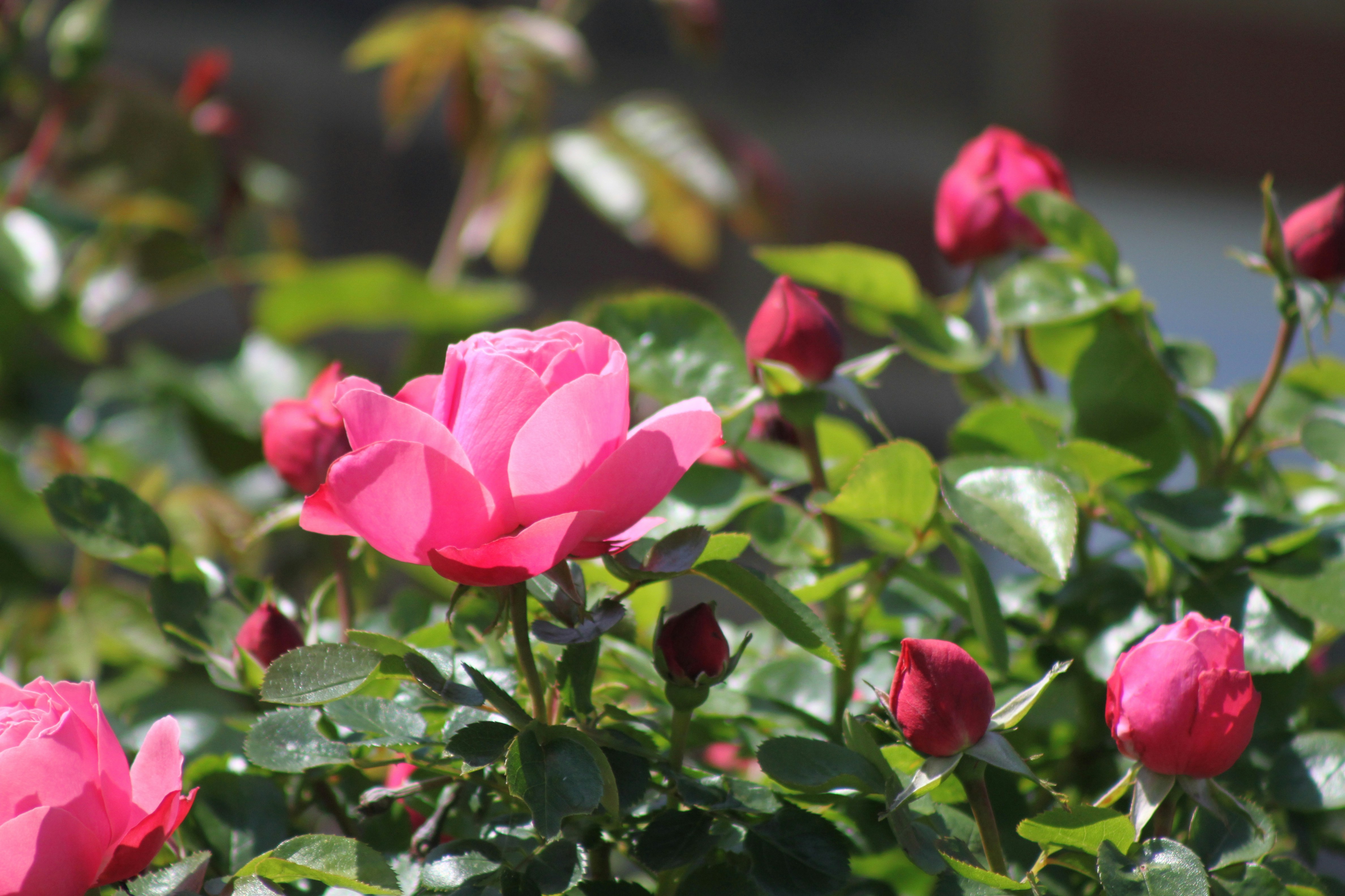 Картинка за дясната част на двойката за свързване