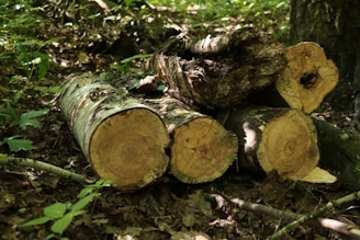 a pile of logs sitting on top of a forest floor