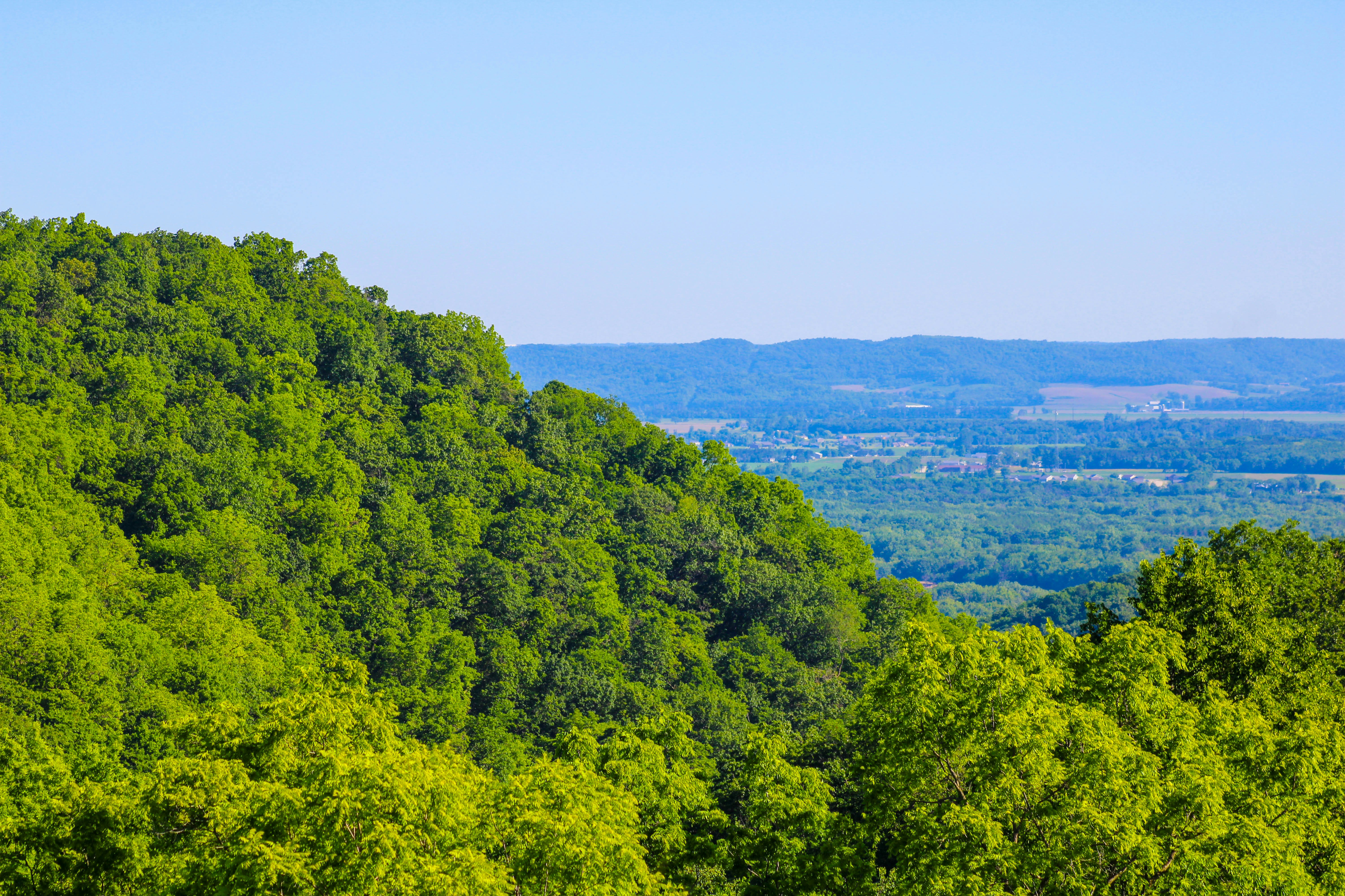 a lush green forest filled with lots of trees
