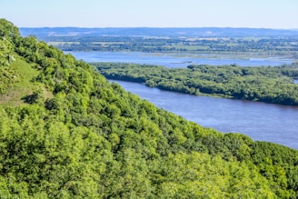 a river running through a lush green forest