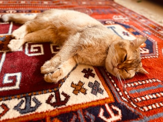 A cat sleeping on a nice clean area rug