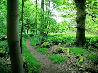 a path through a lush green forest filled with trees