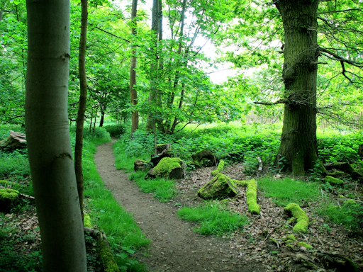a path through a lush green forest filled with trees