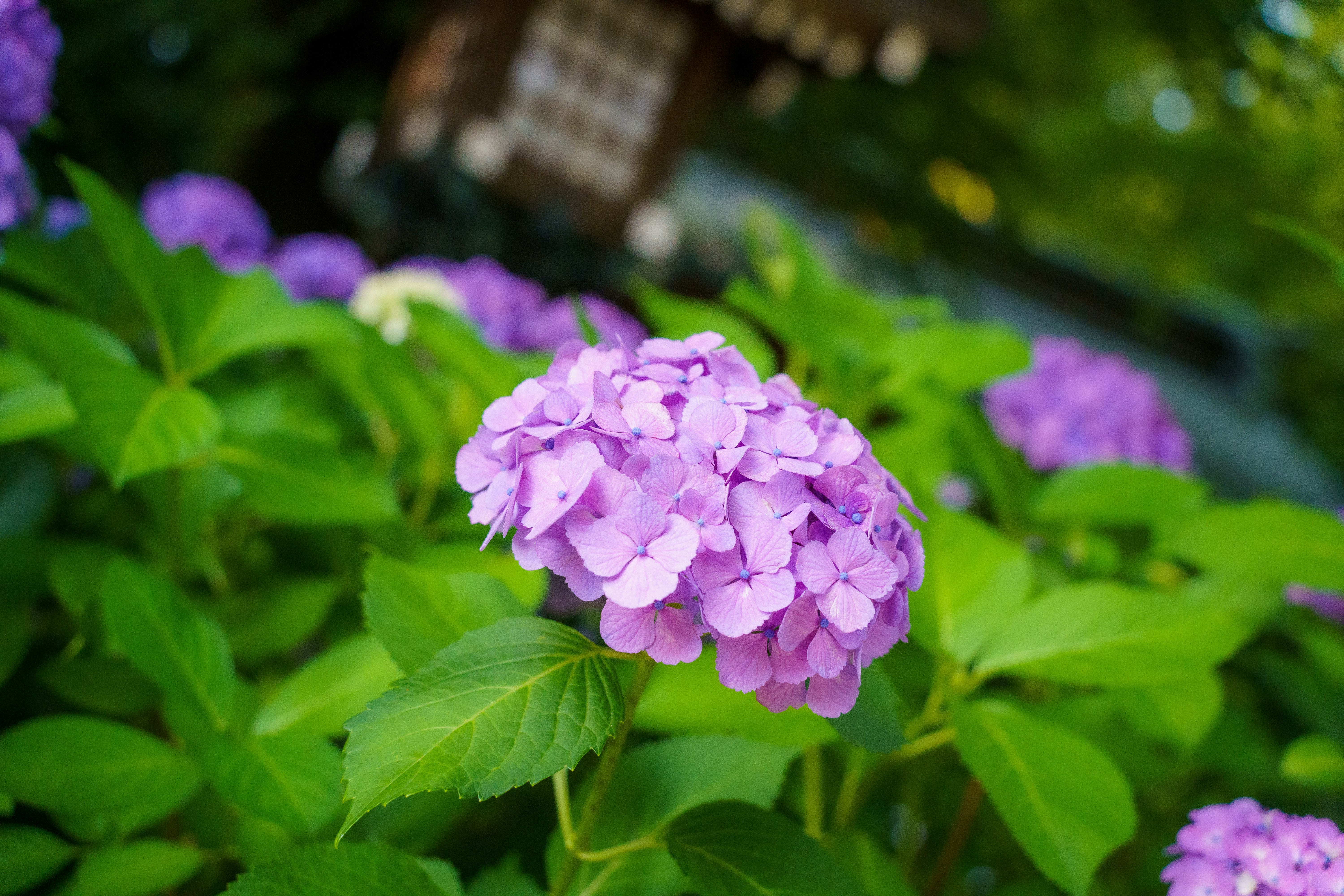 Photo by kent_shimazaki