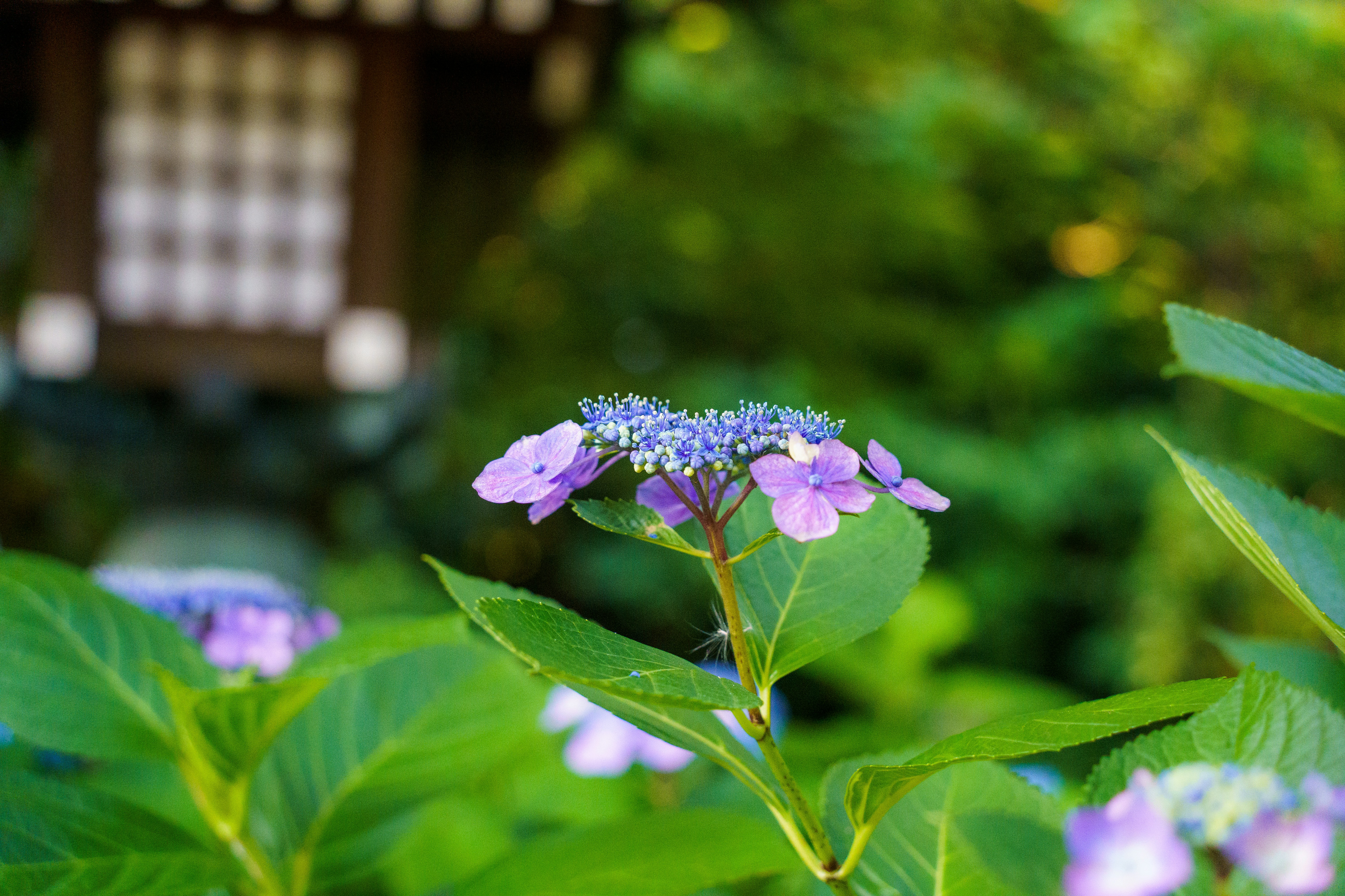 Photo by kent_shimazaki